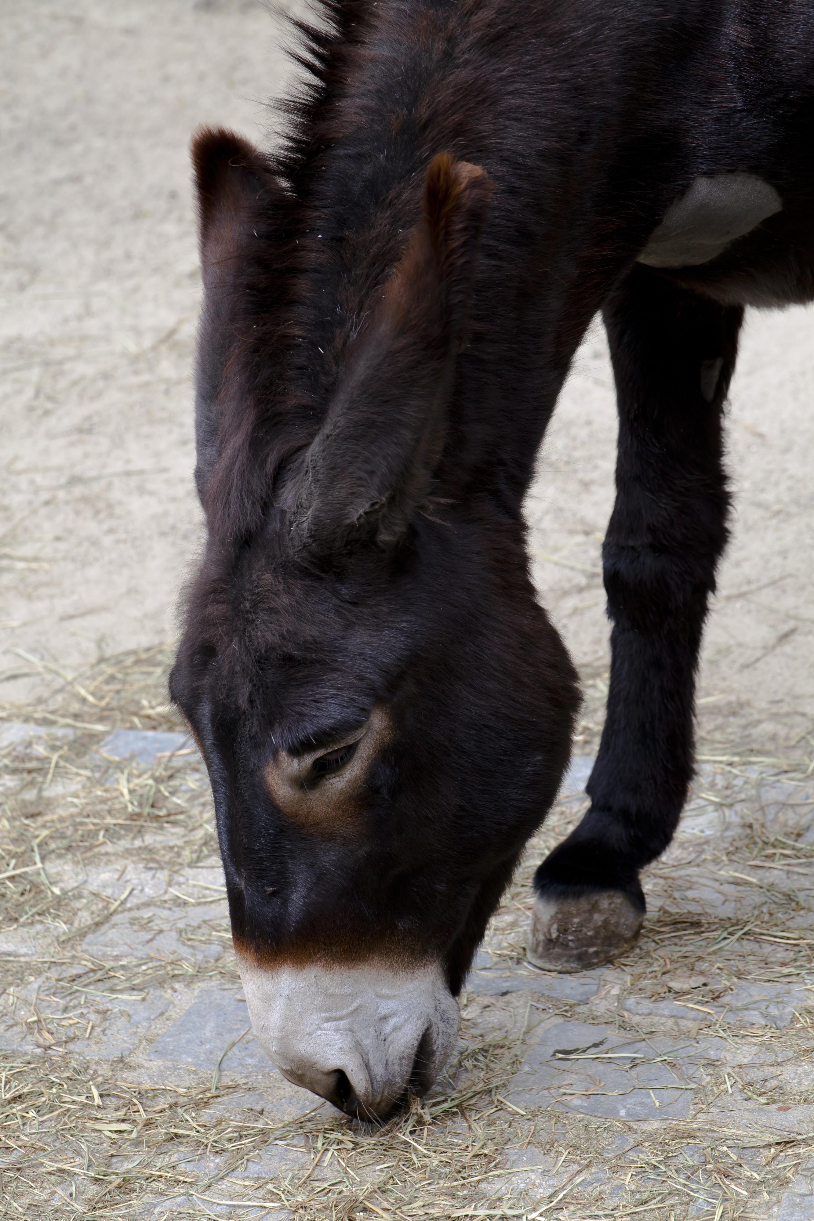 Asno (Equus asinus africanus), Tierpark Hellabrunn, Múnich, Alemania, 2012-06-17, DD 02