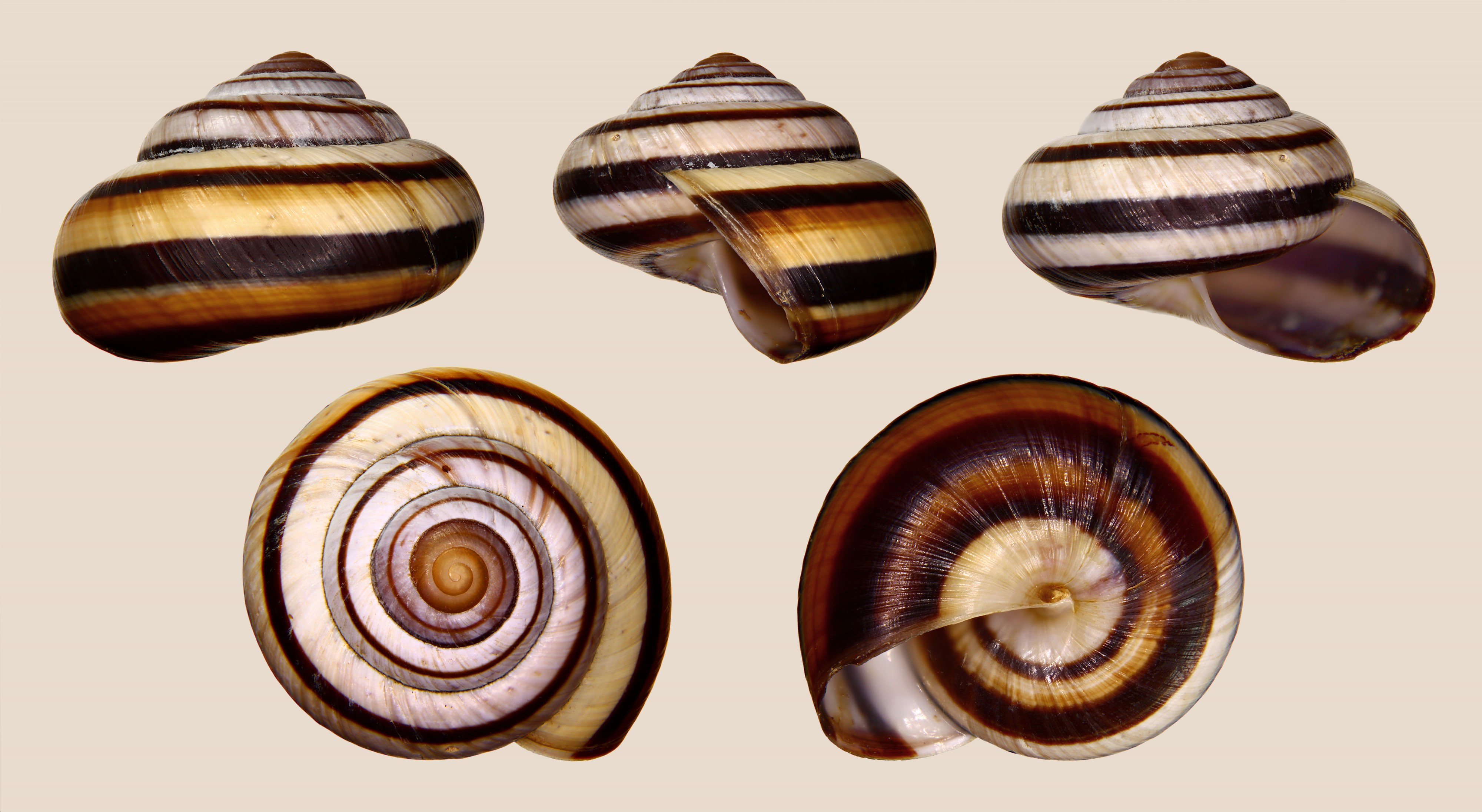 Asperitas inquinata penidae 01