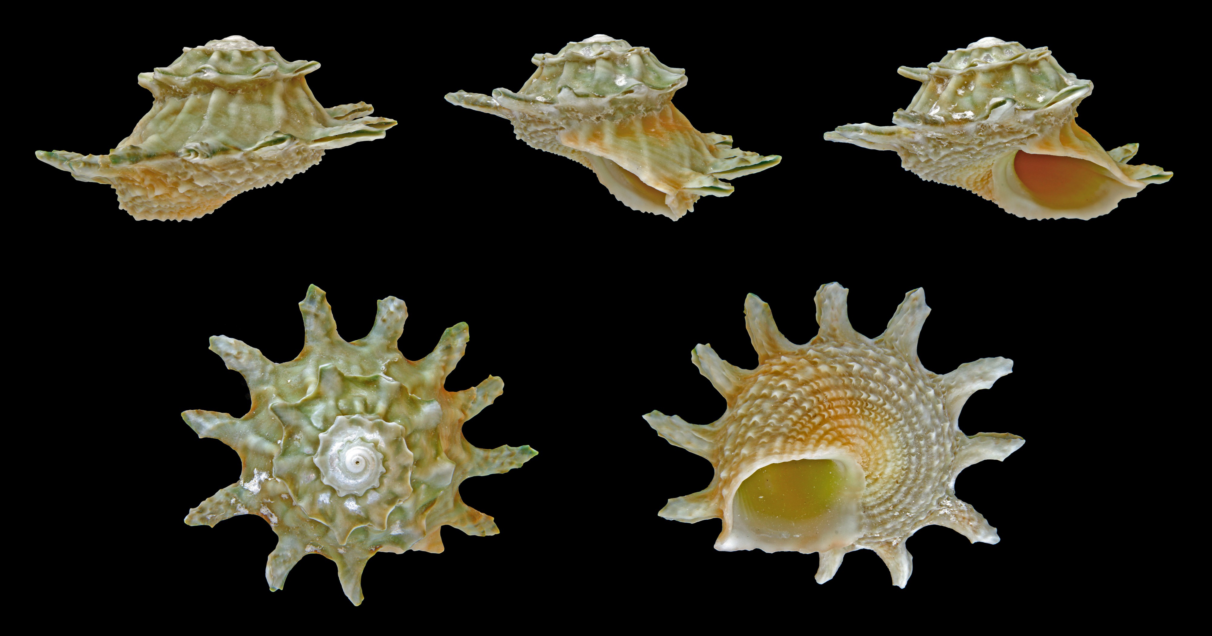 Astralium calcar 01