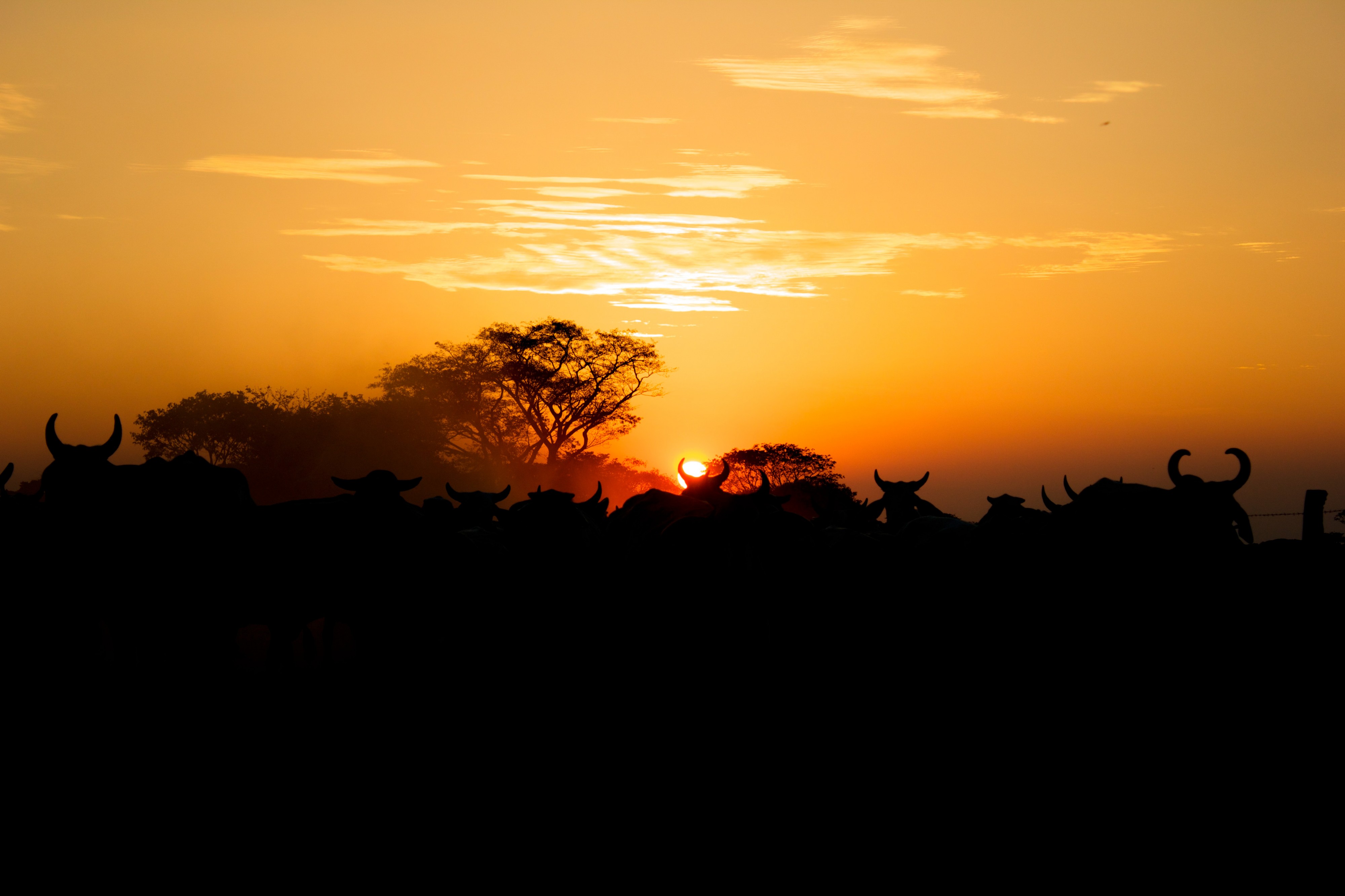 Atardecer de oro