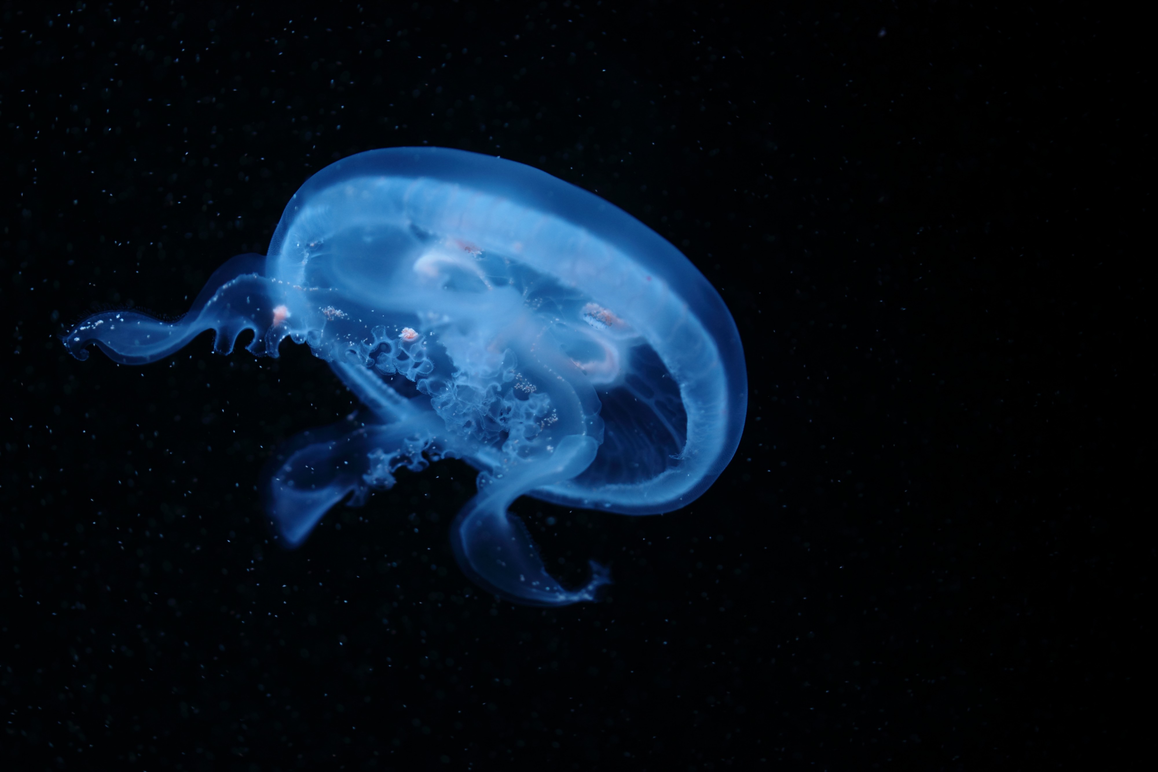 Aurelia labiata - Tiergarten Schönbrunn 2