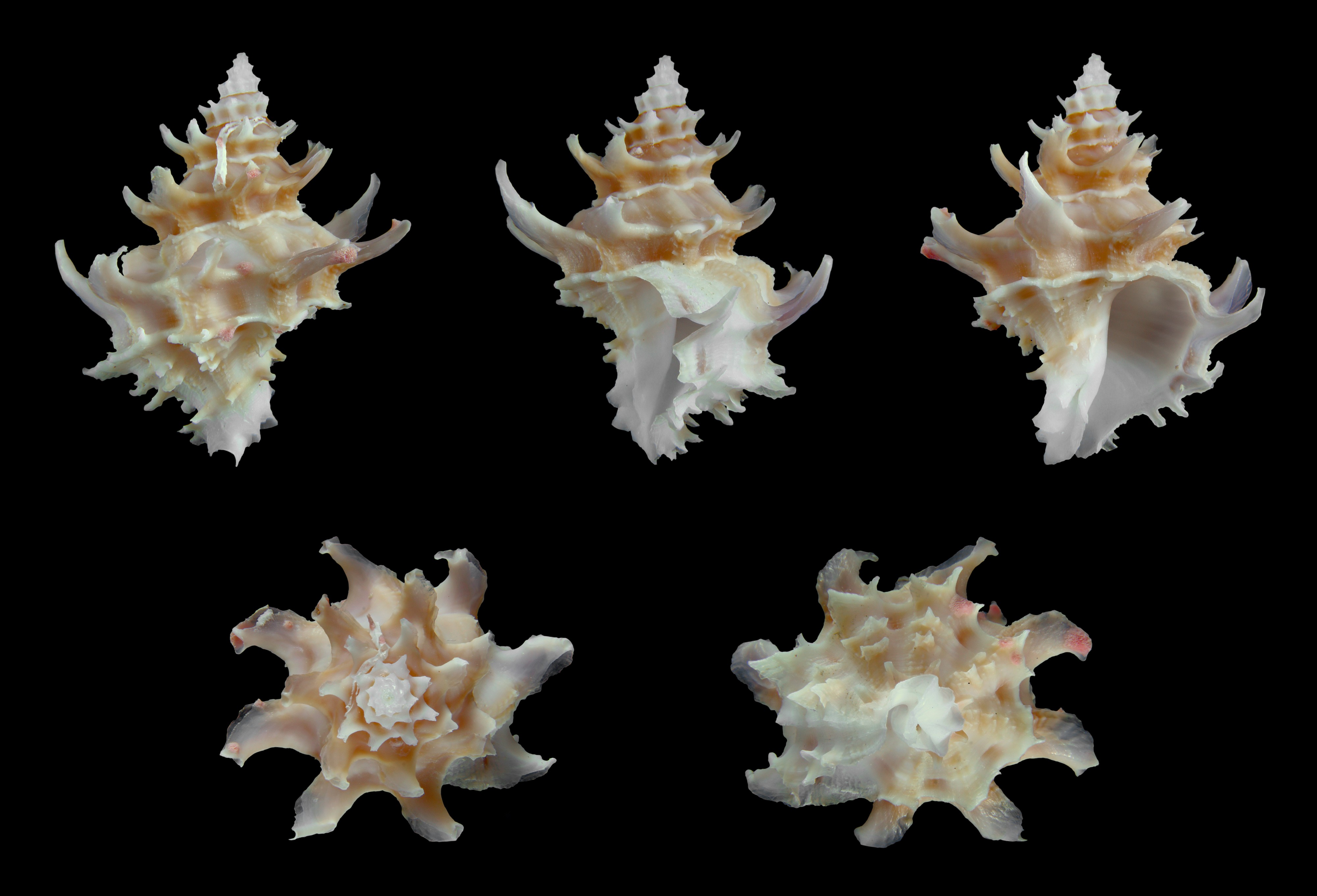 Babelomurex princeps 01