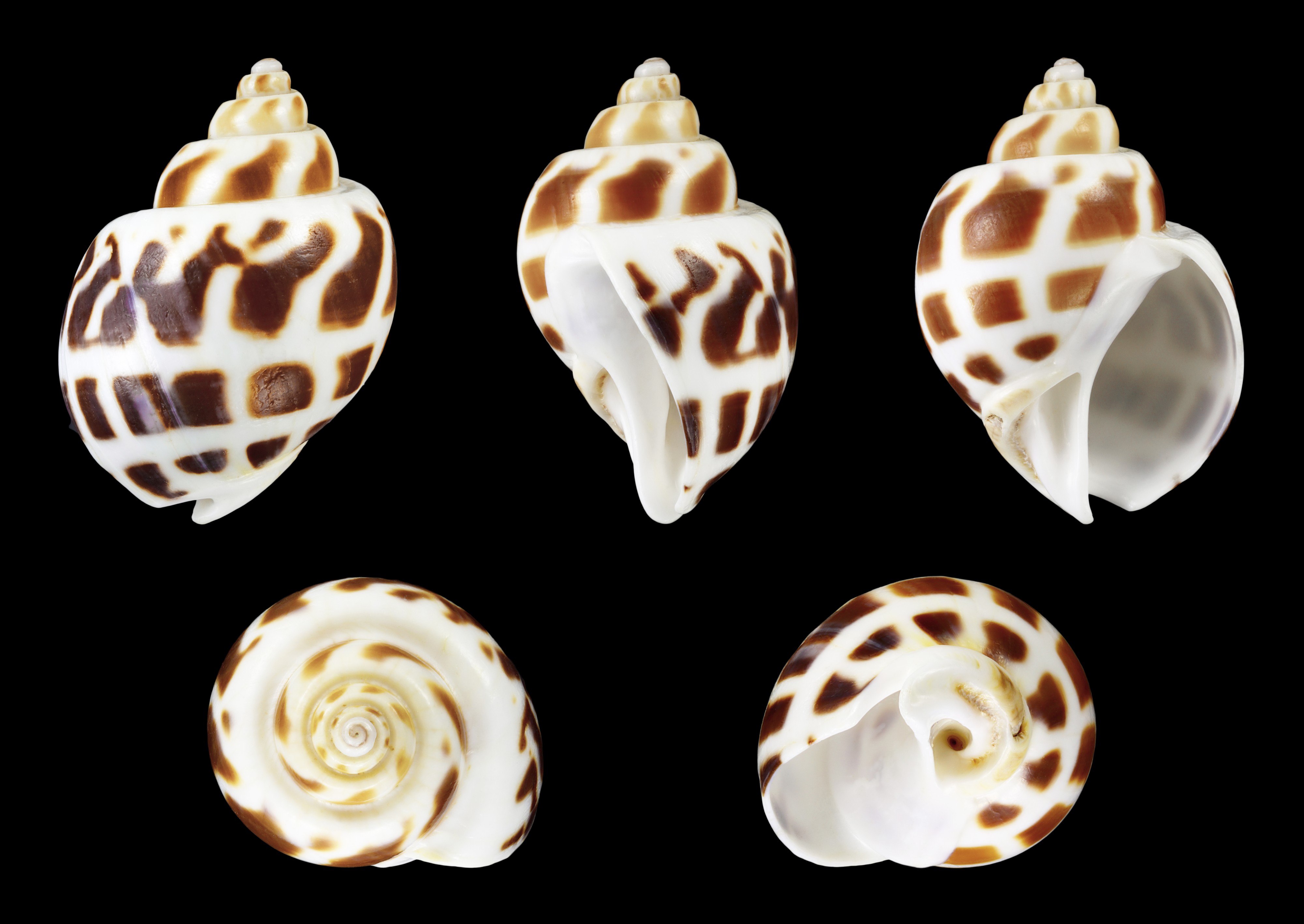 Babylonia areolata 01