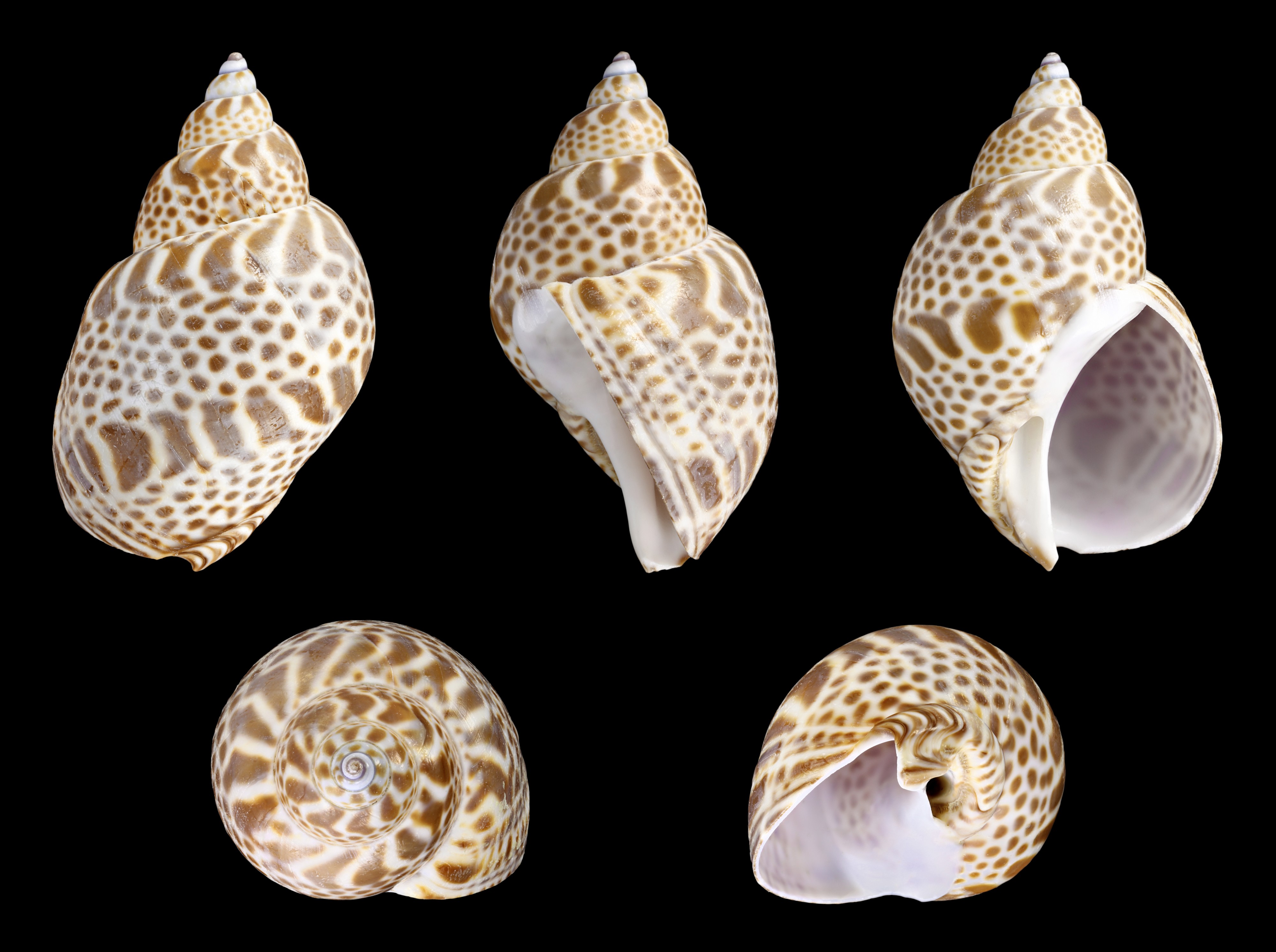 Babylonia japonica 01