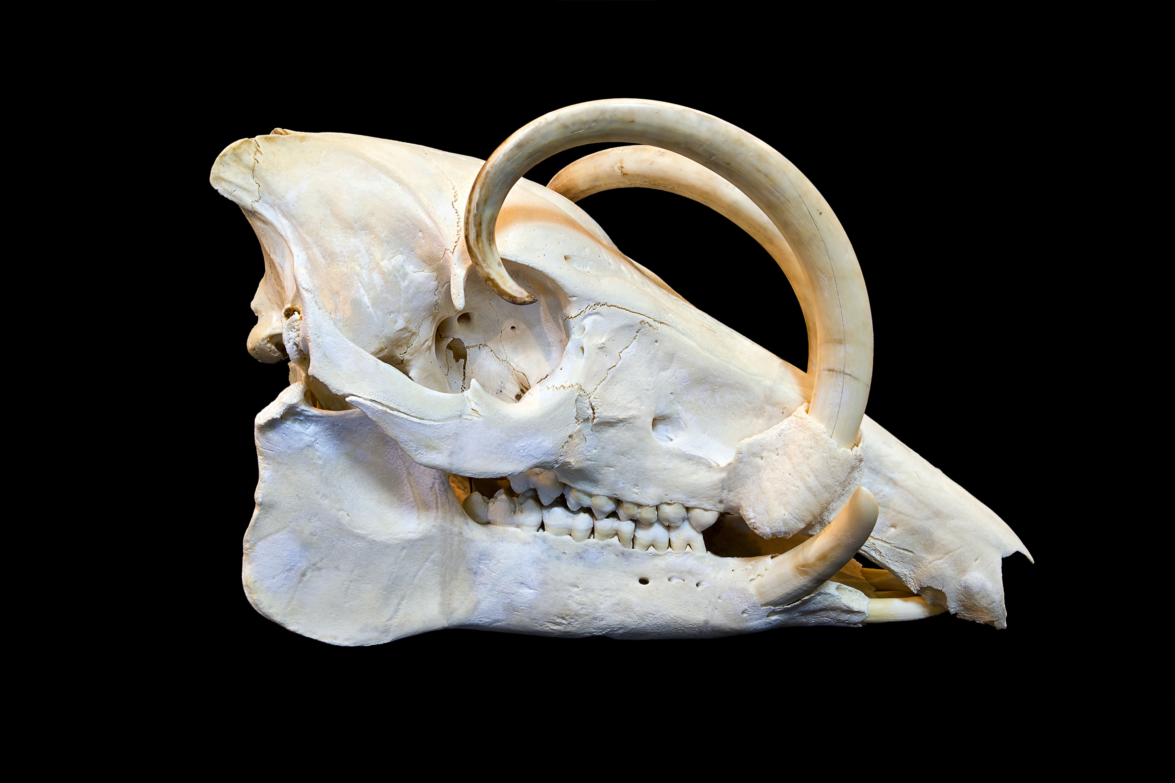 Babyrousa celebensis - Crane