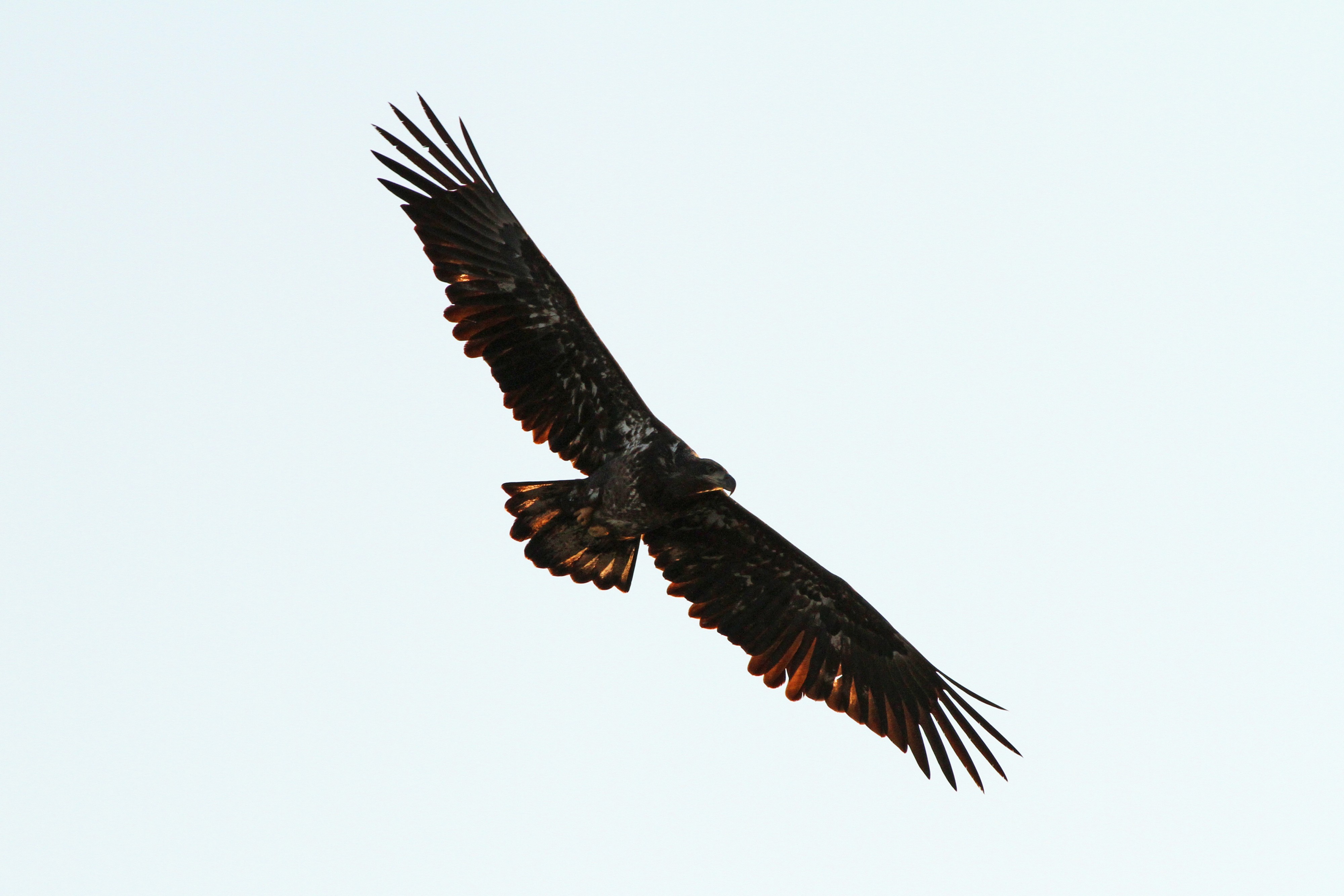 Bald Eagle - Haliaeetus leucocephalus, Conowingo Dam, Darlington, Maryland