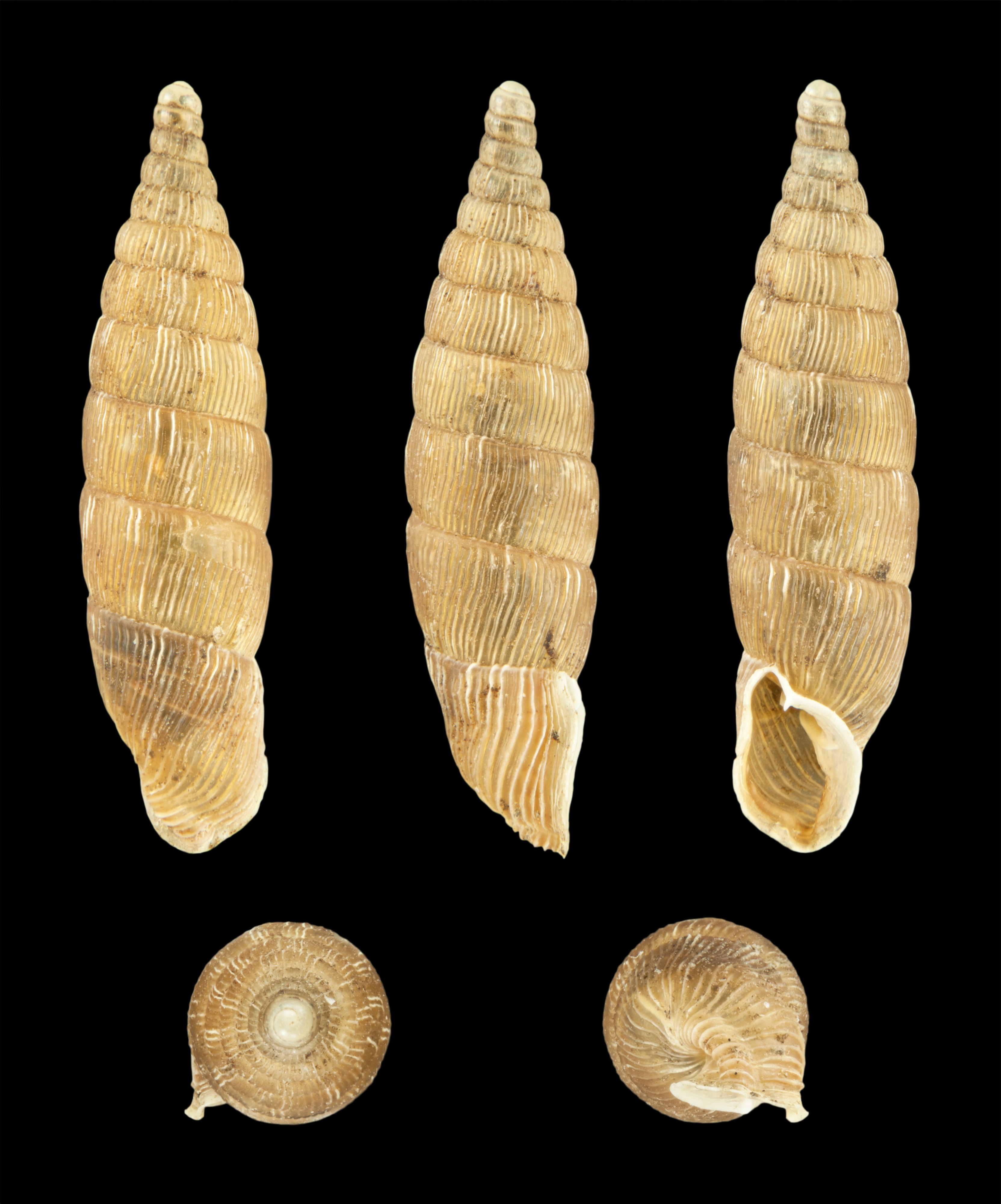 Balea biplicata 01