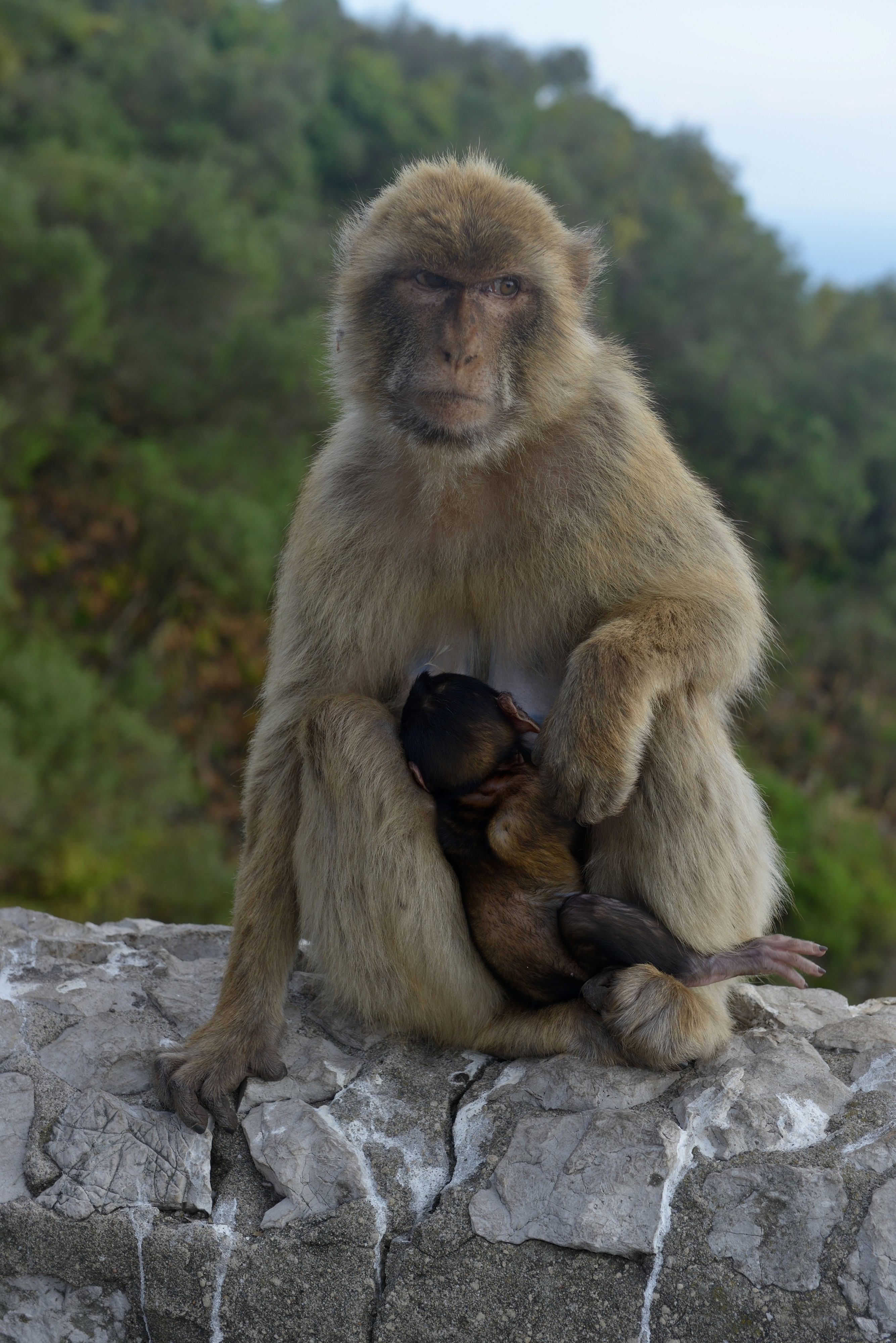 Barbary macaques in Gibraltar
