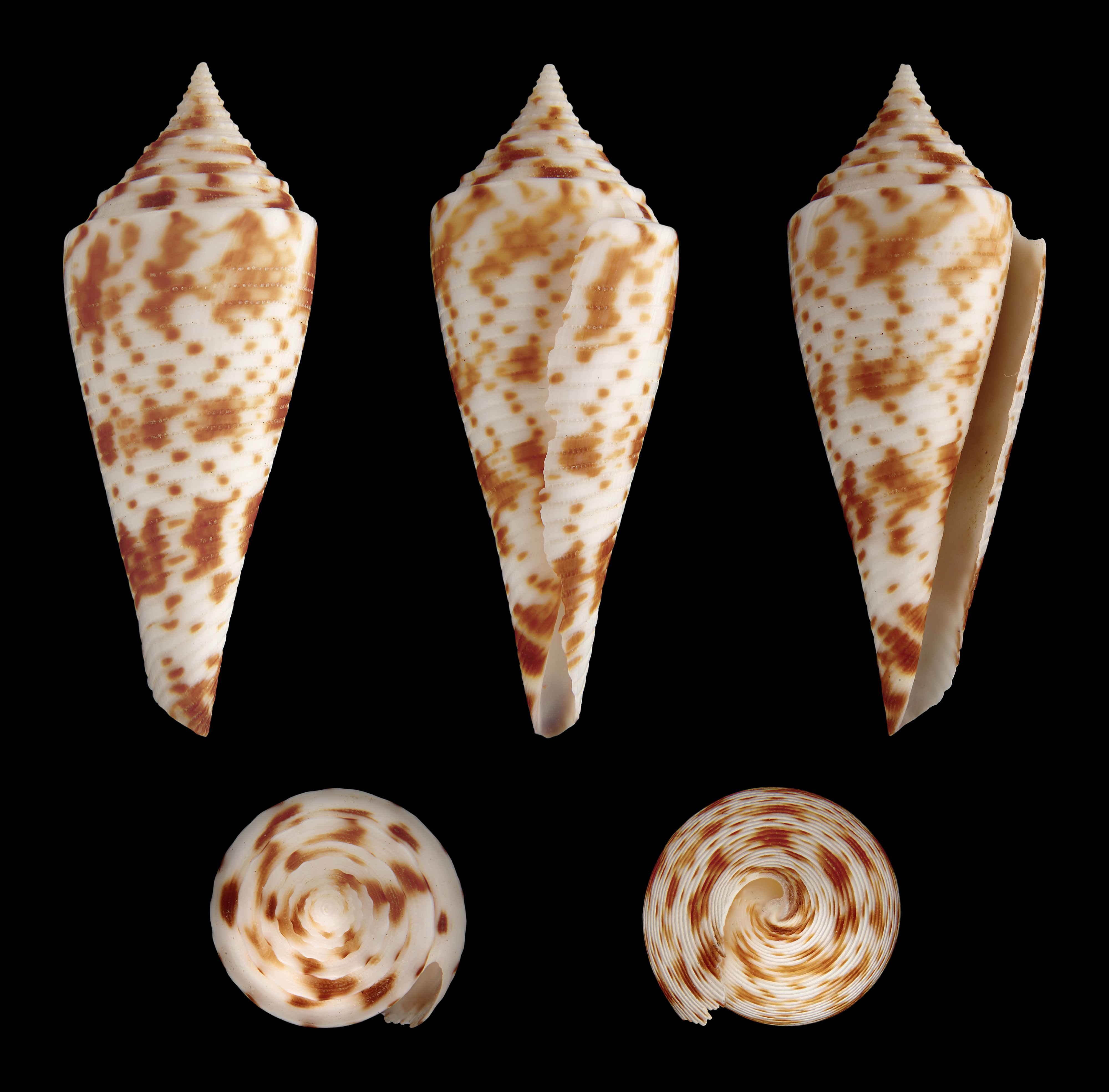 Bathyconus comatosa 01