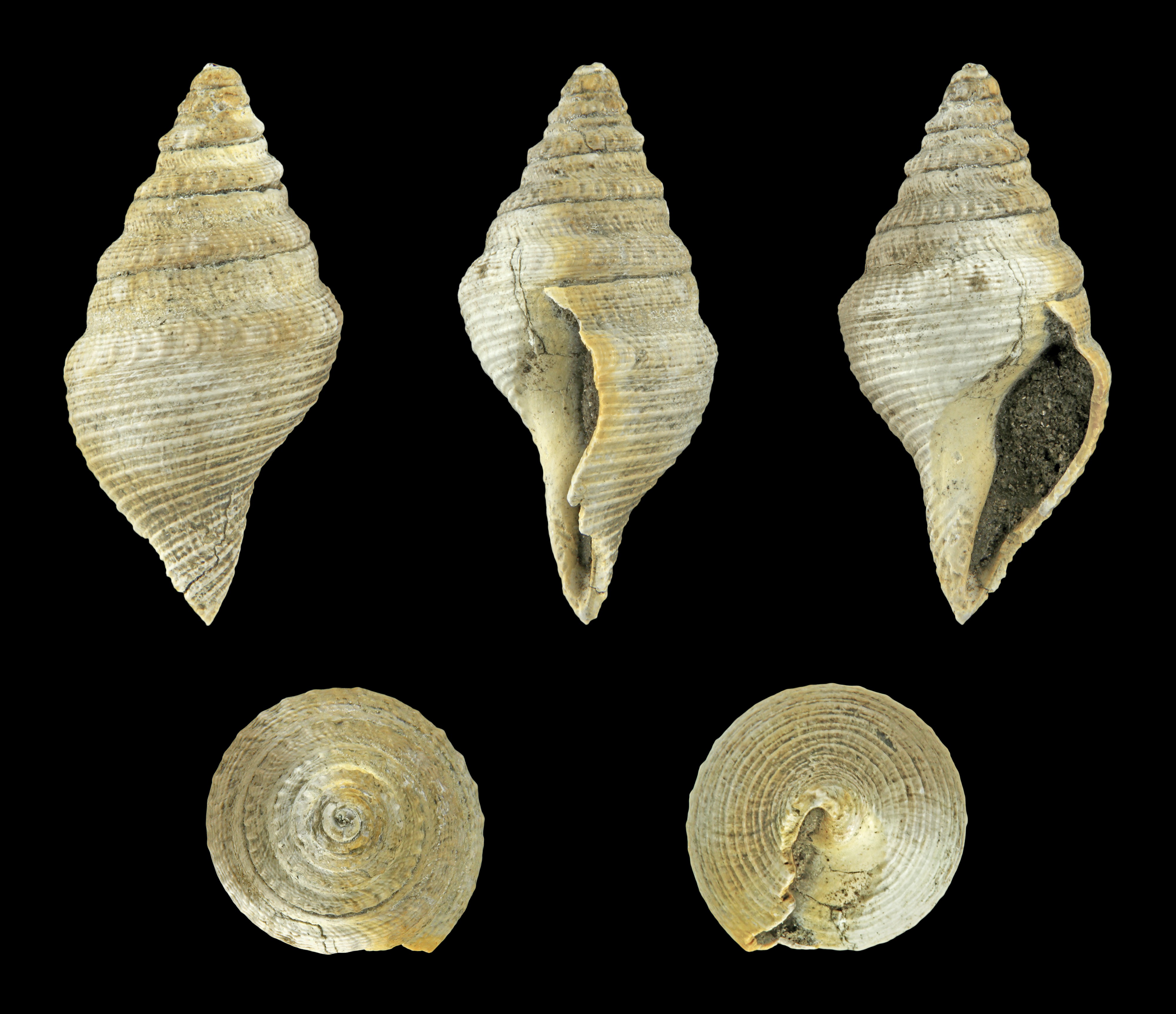 Bathytoma cataphracta jugleri 01