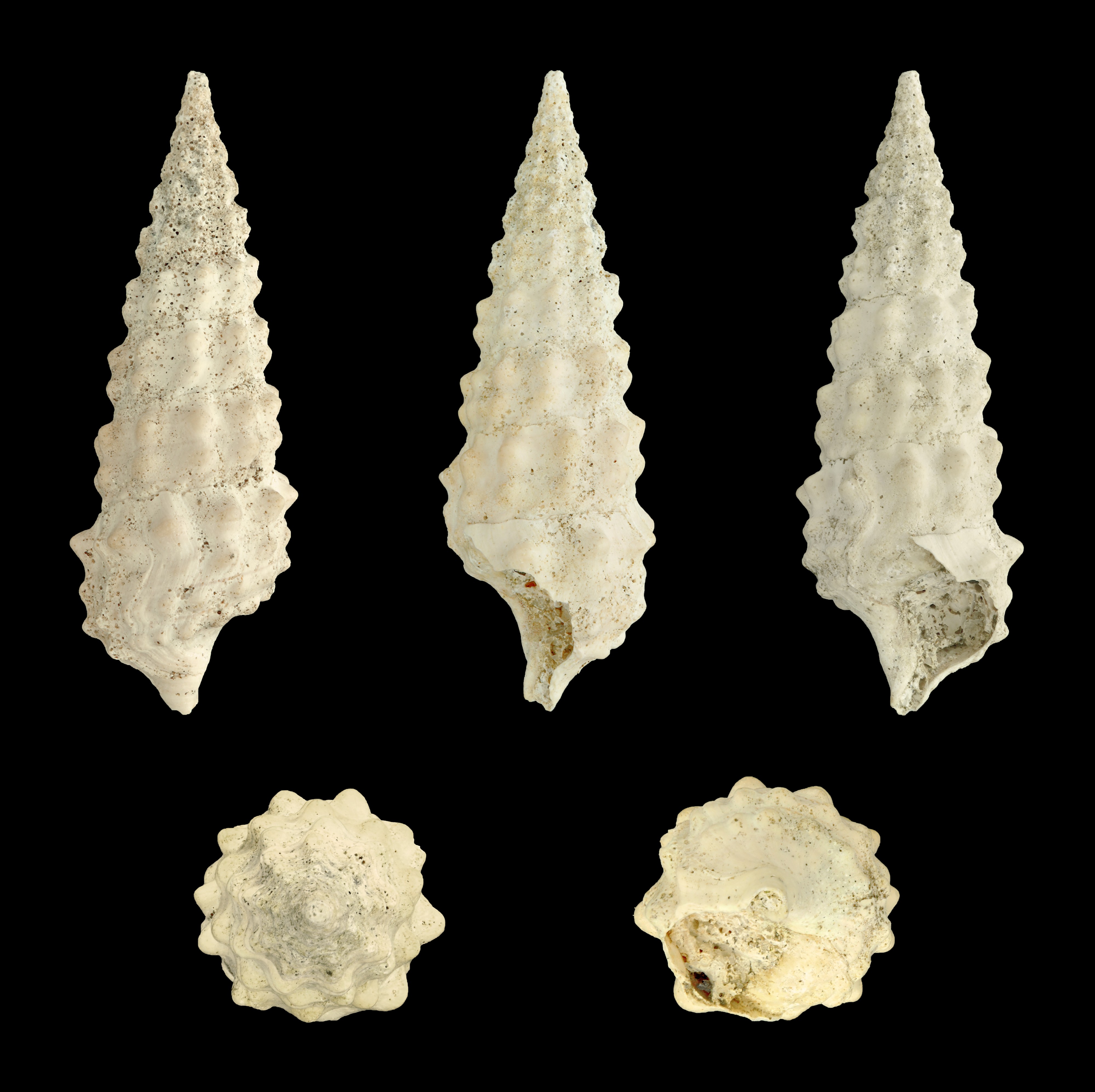 Batillaria pleurotomoides 01