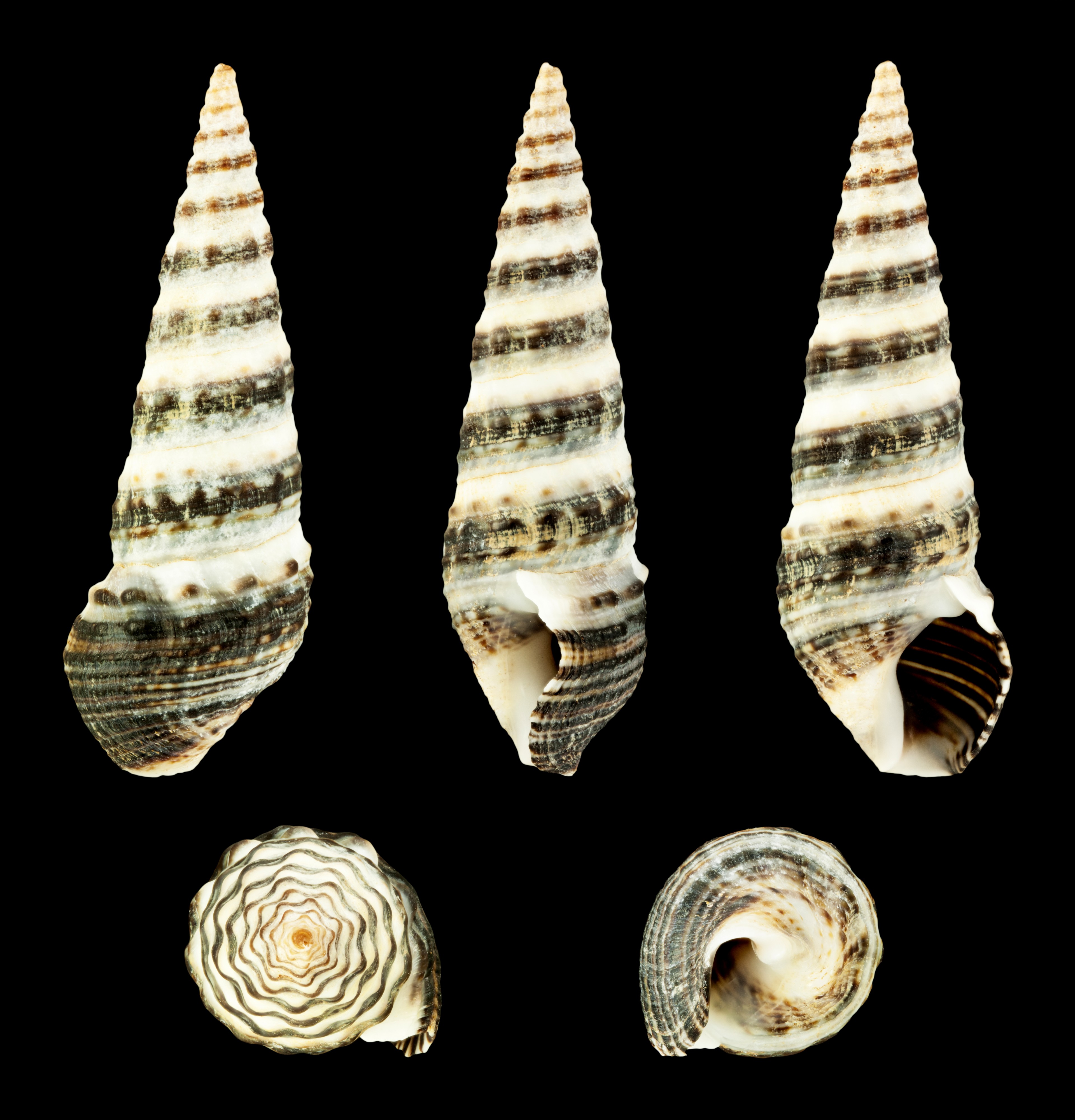 Batillaria zonalis 02
