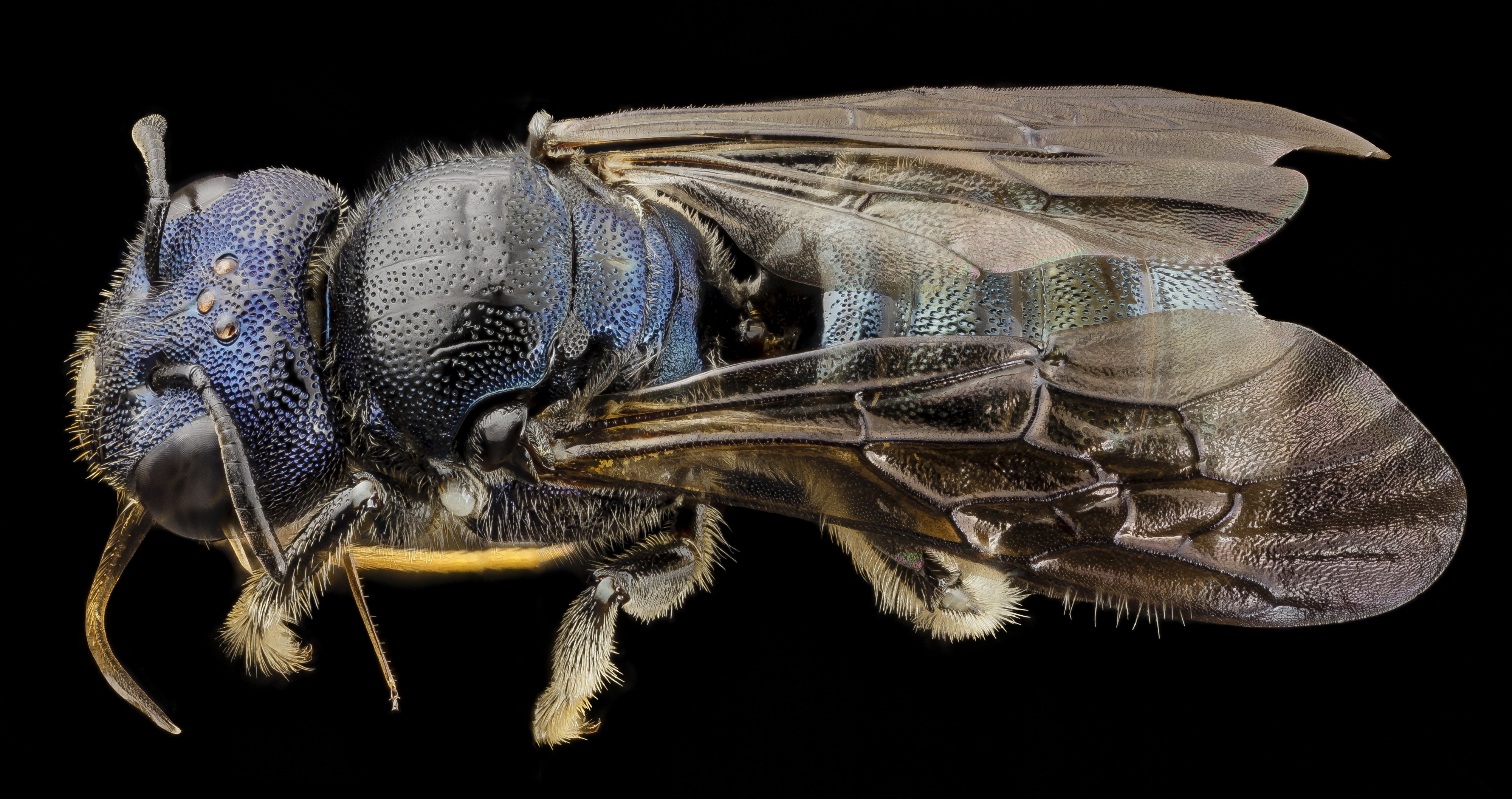 Bee ceratina monster, f, ukraine, side 2014-08-09-12.48.23 ZS PMax (15068819051)