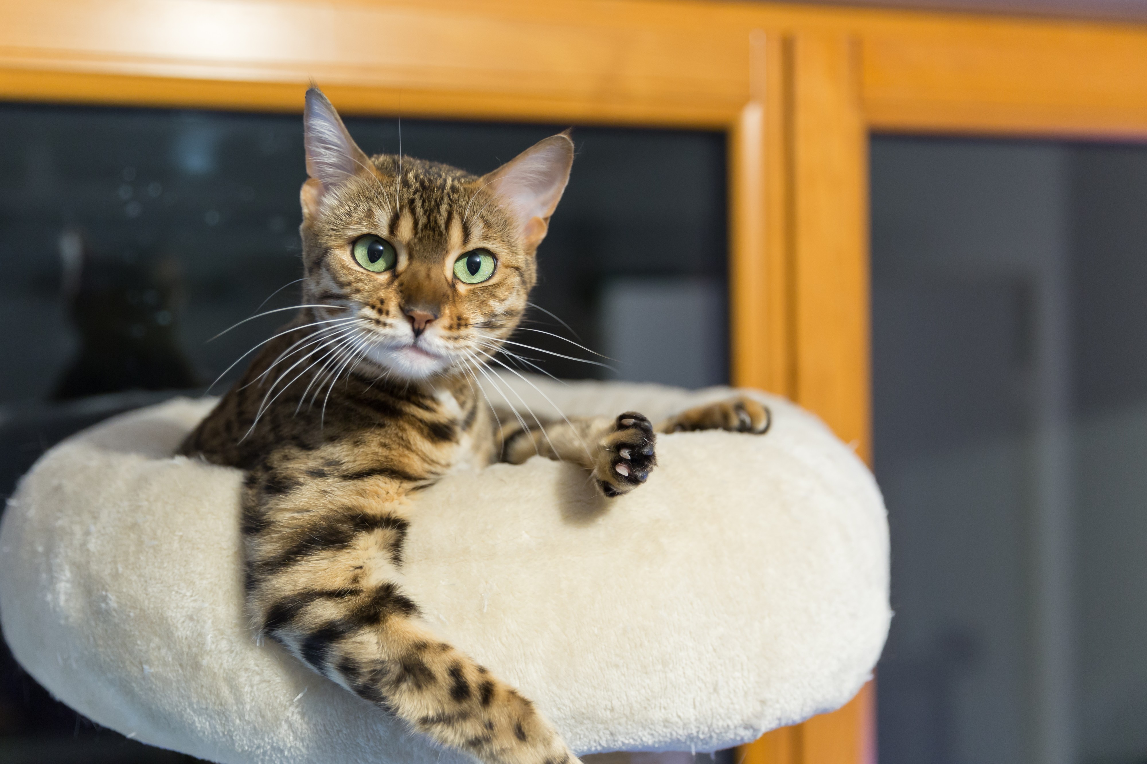 Bengal - 18