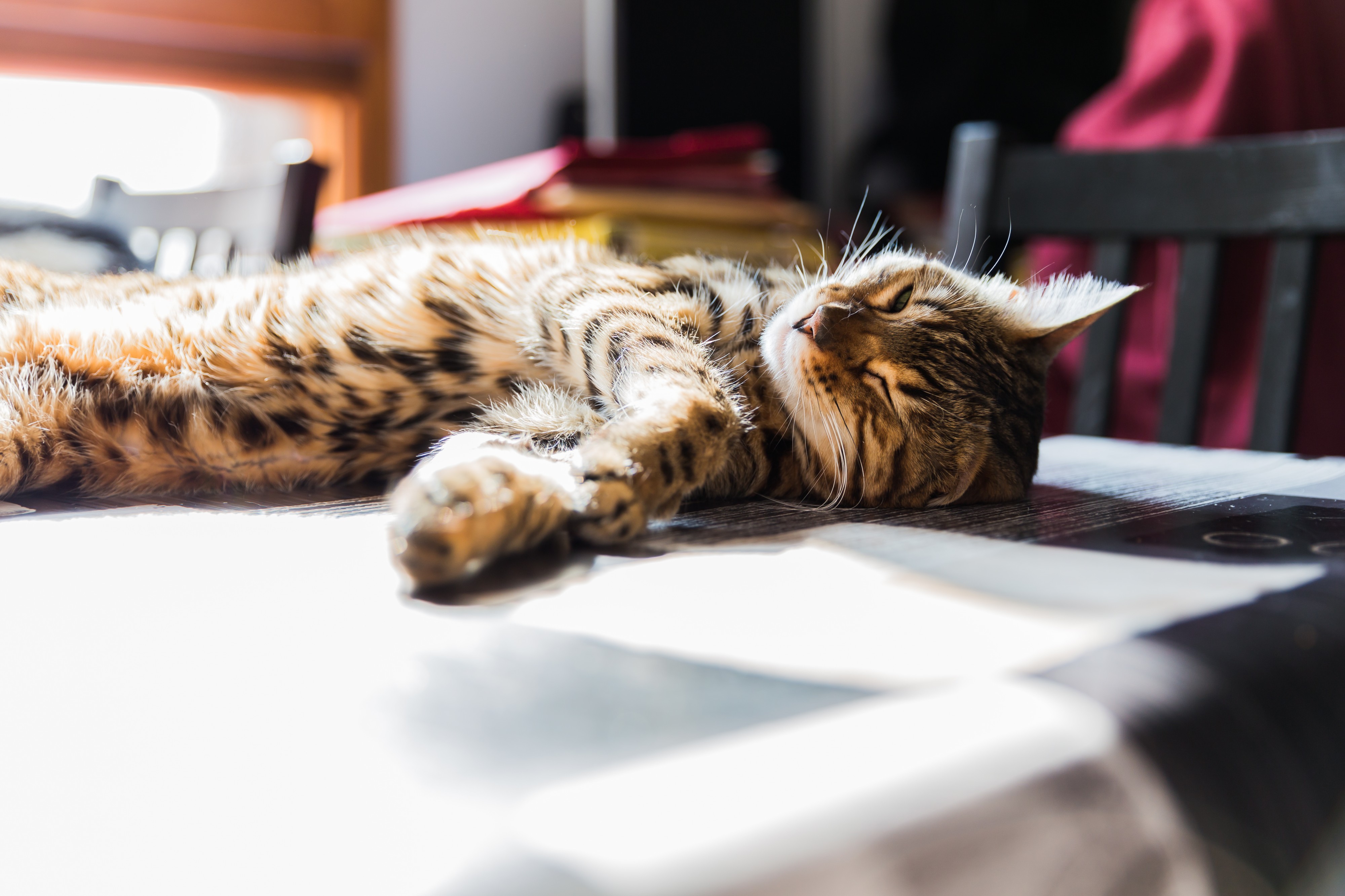 Bengal - 20150311 14h56 (10000)