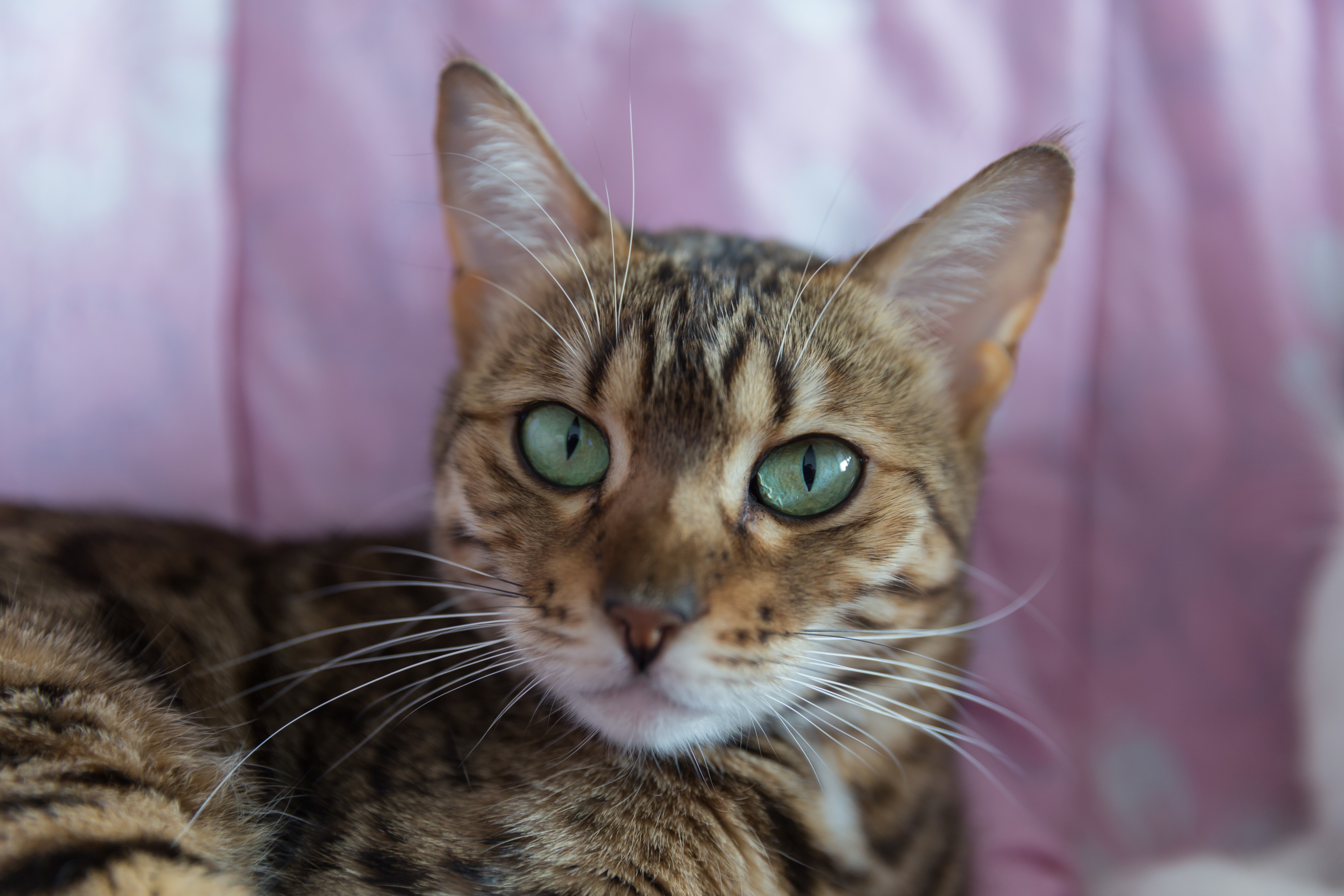Bengal - 9