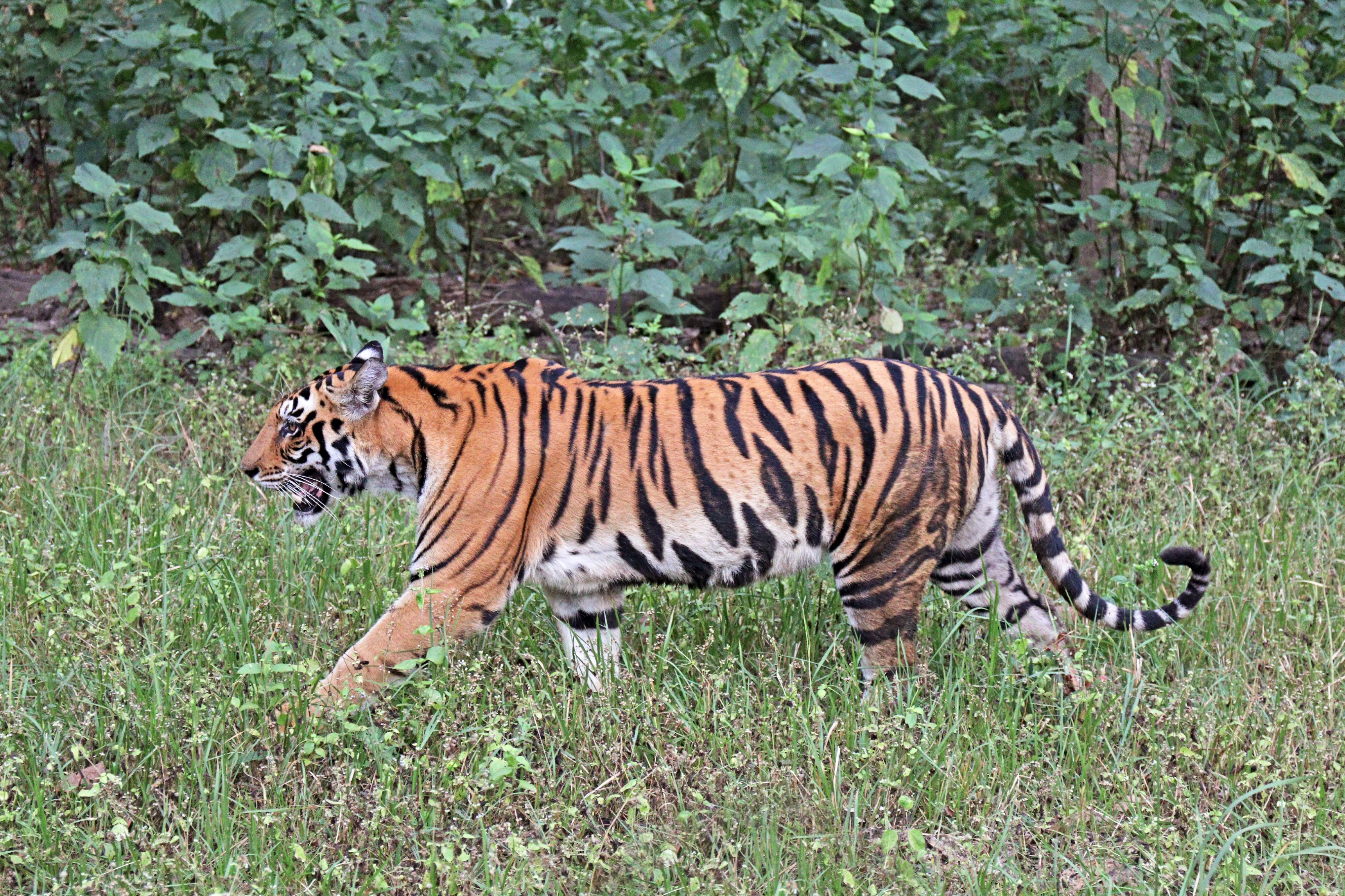 Тигры живущие в россии. Panthera Tigris Tigris. Бенгальский тигр. Туранский тигр. Малайский тигр (Panthera Tigris Jacksoni).