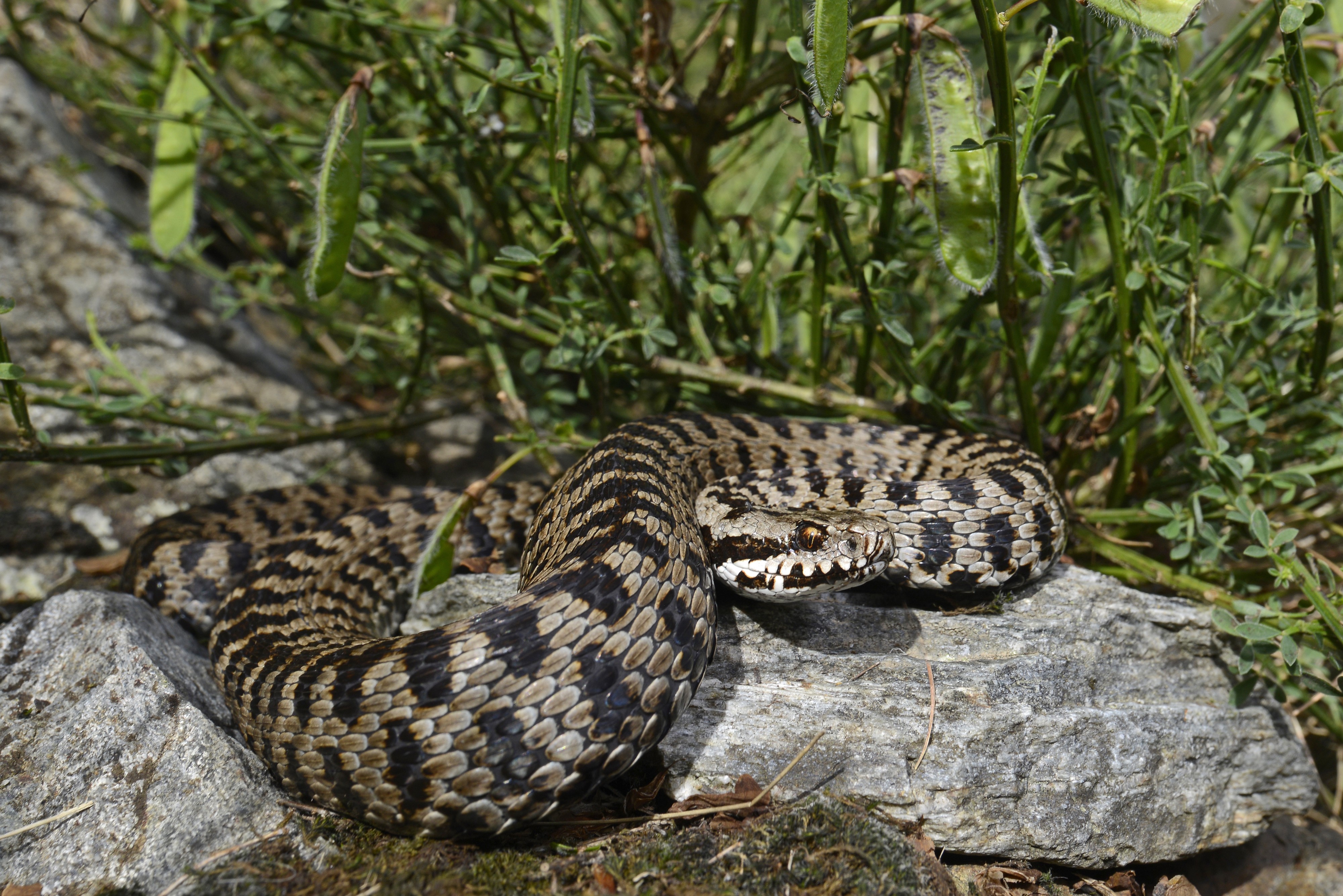 BennyTrapp Vipera walser