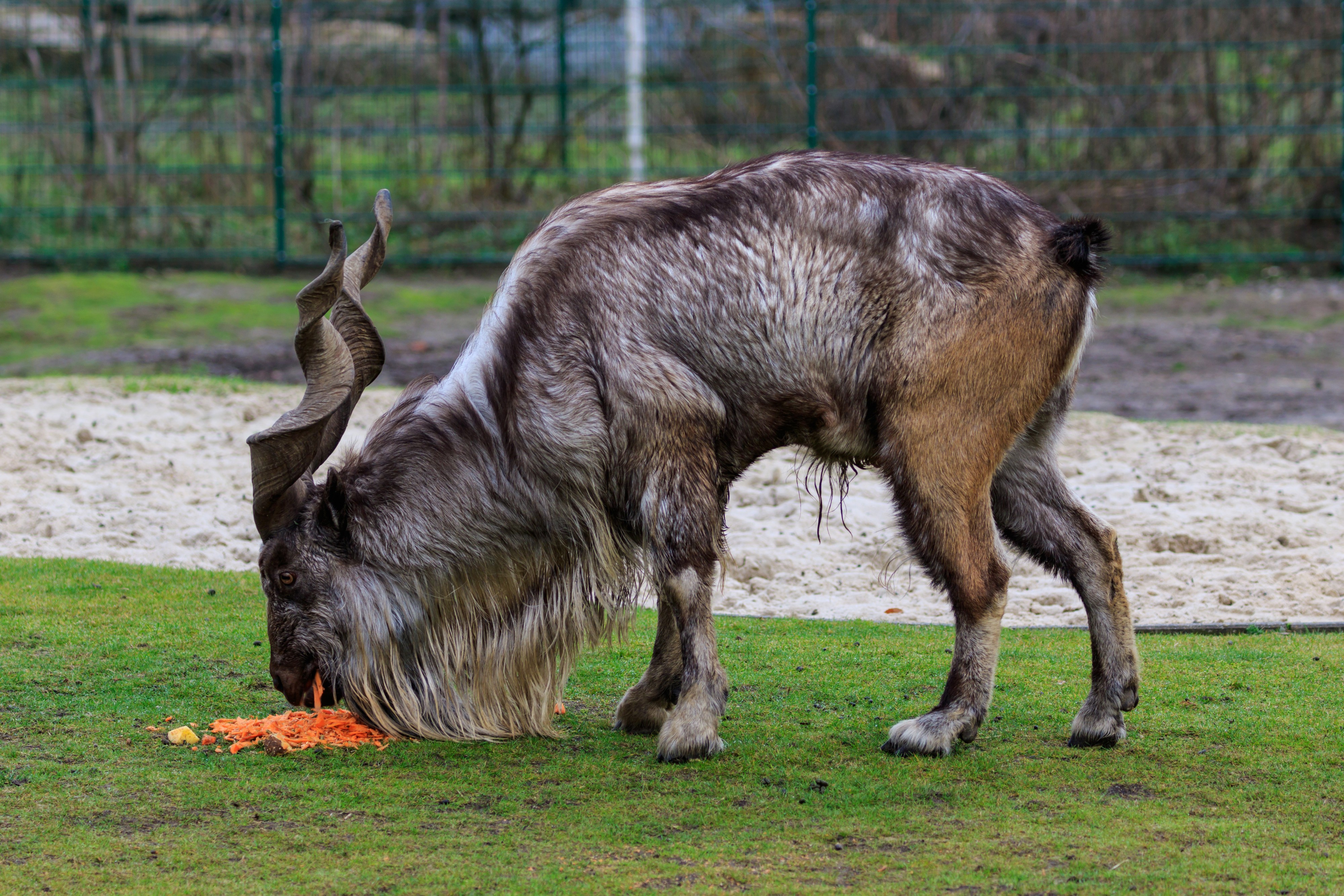 Berlin Tierpark Friedrichsfelde 12-2015 img02 Markhor