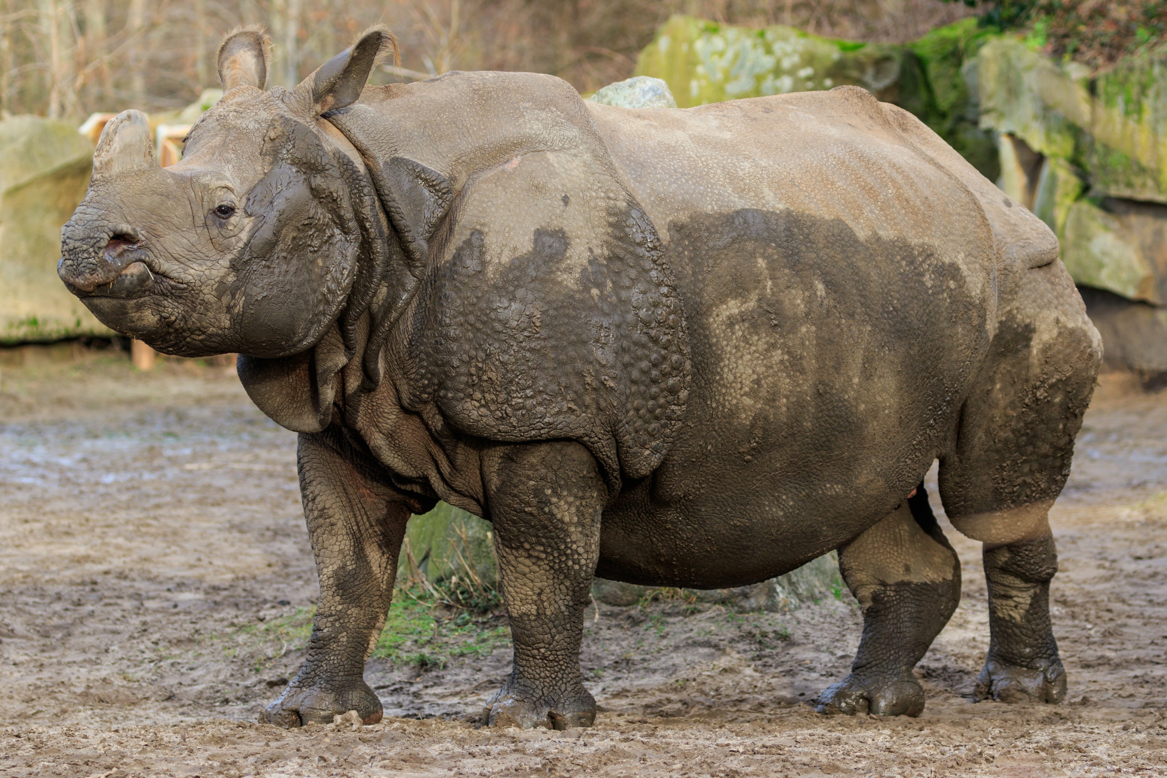 Berlin Tierpark Friedrichsfelde 12-2015 img09 Indian rhinoceros