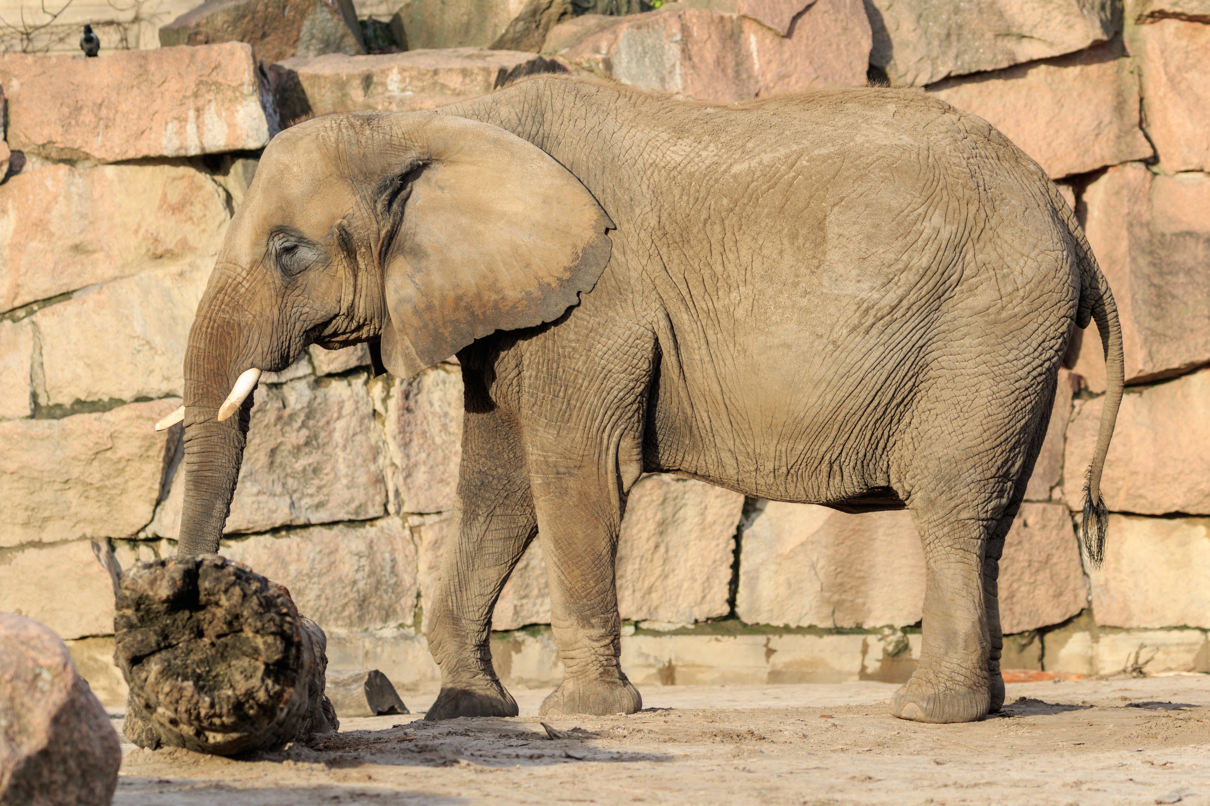 Berlin Tierpark Friedrichsfelde 12-2015 img12 African elephant