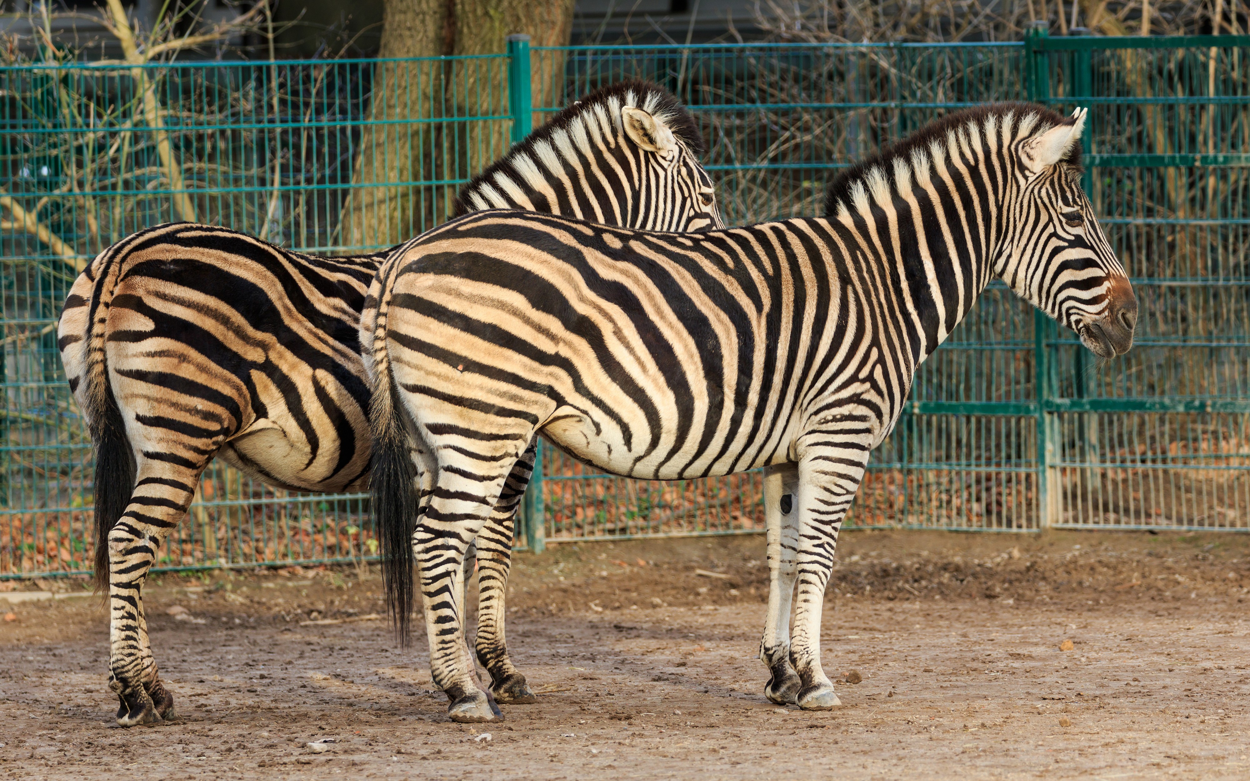 Berlin Tierpark Friedrichsfelde 12-2015 img14 Chapman zebra
