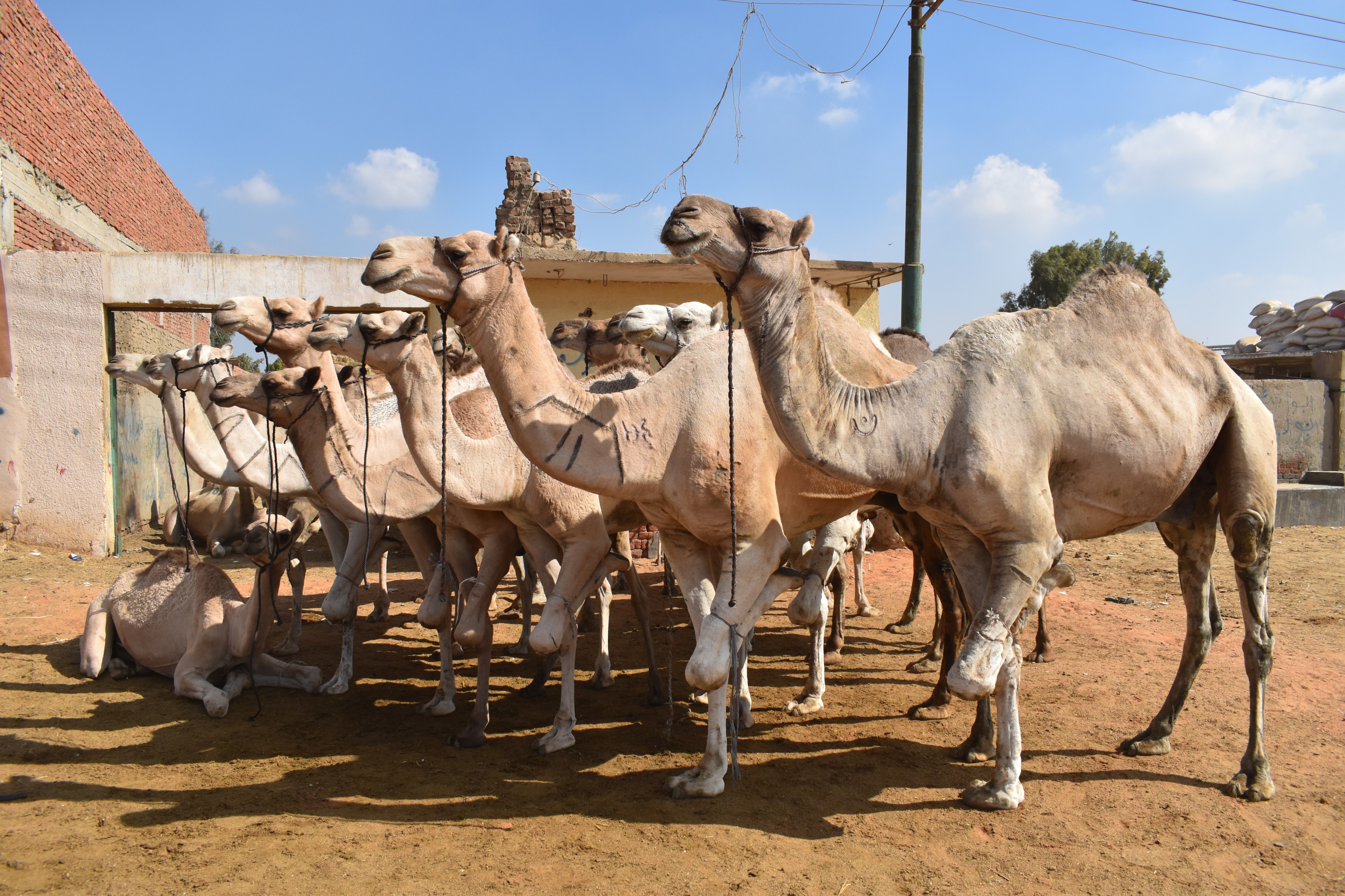 Birqash Camel Market, photo by Hatem Moushir 41