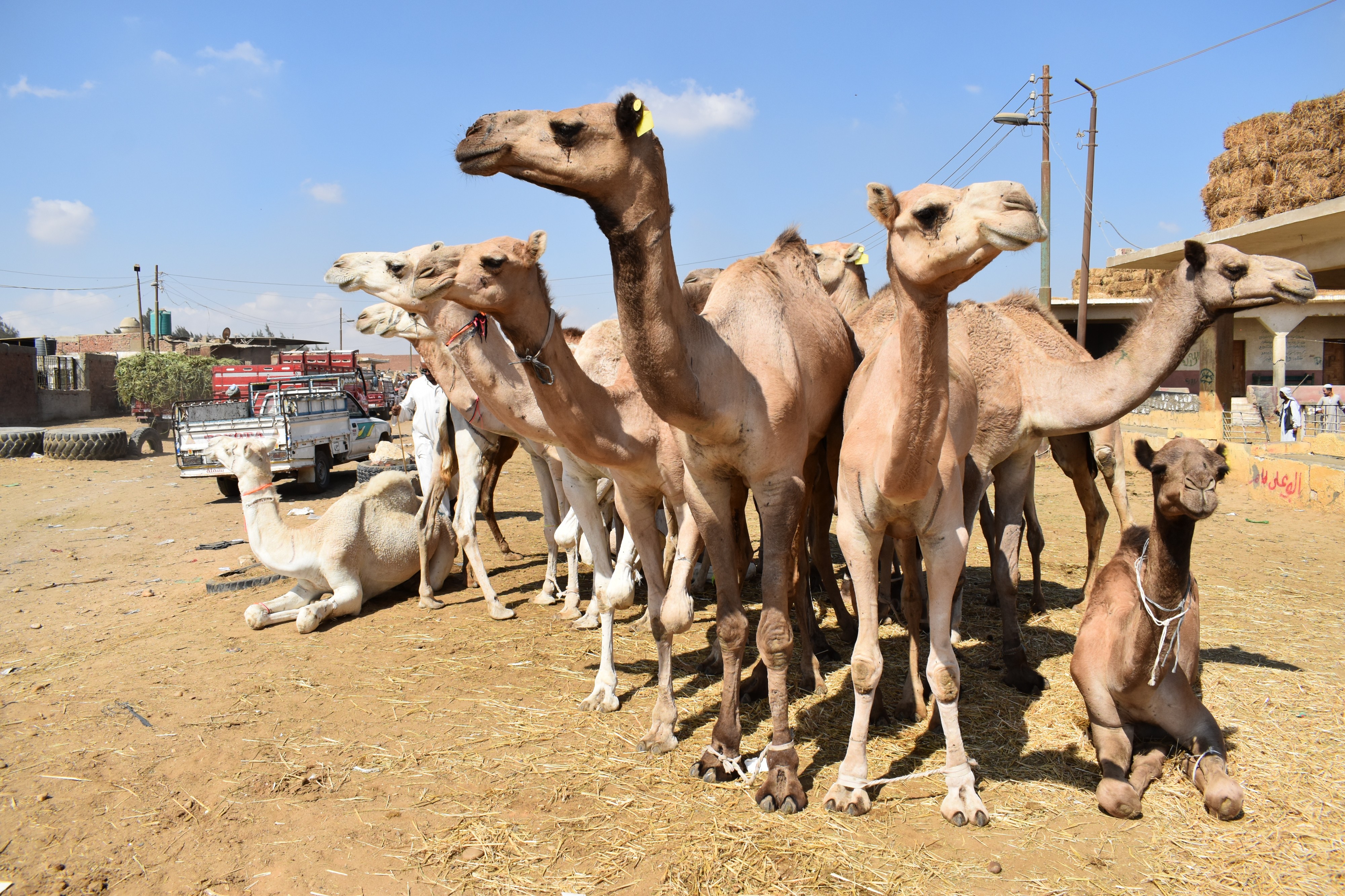 Birqash Camel Market in 2017, photo by Hatem Moushir 86