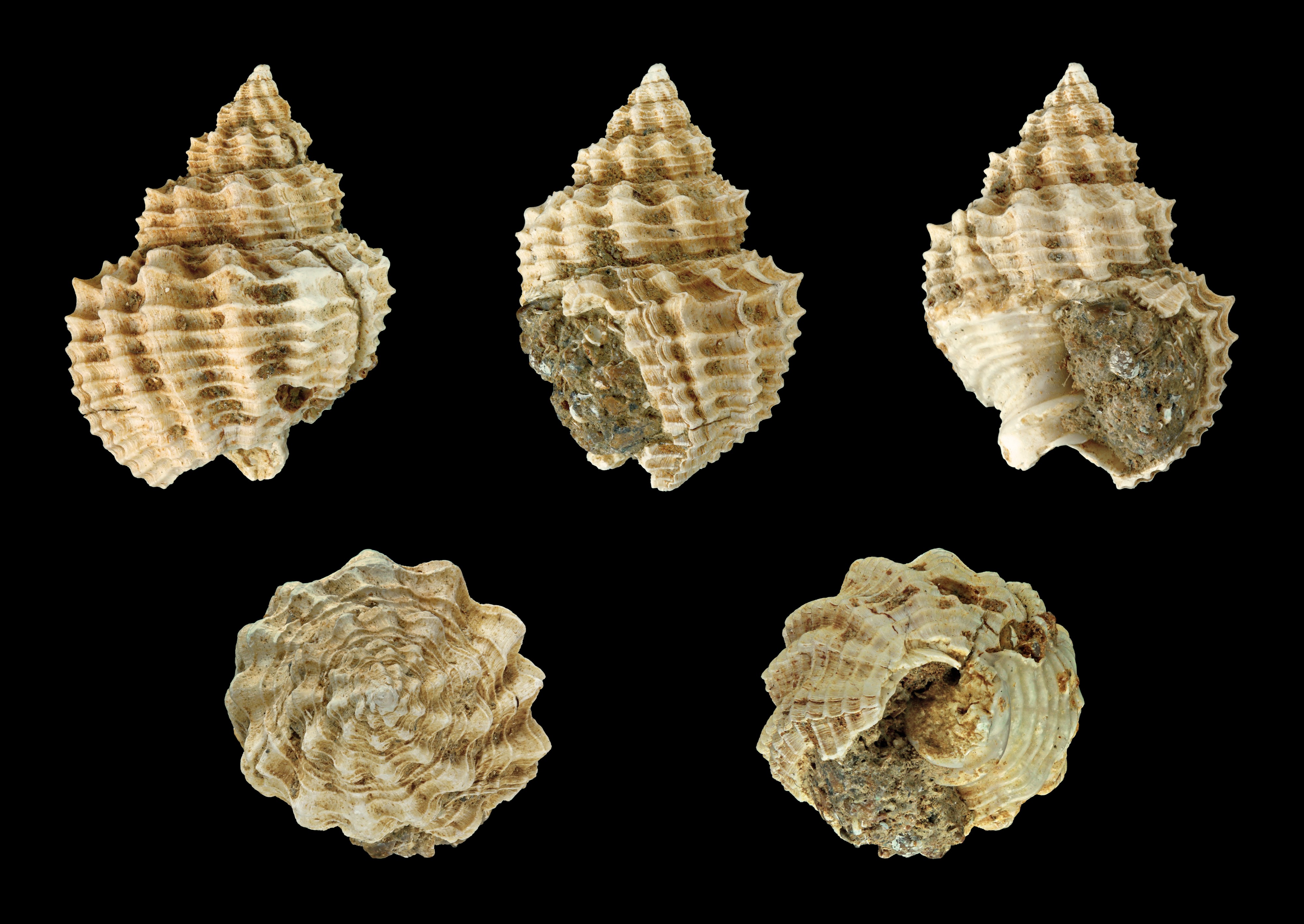 Bivetiella cancellata fossil 01