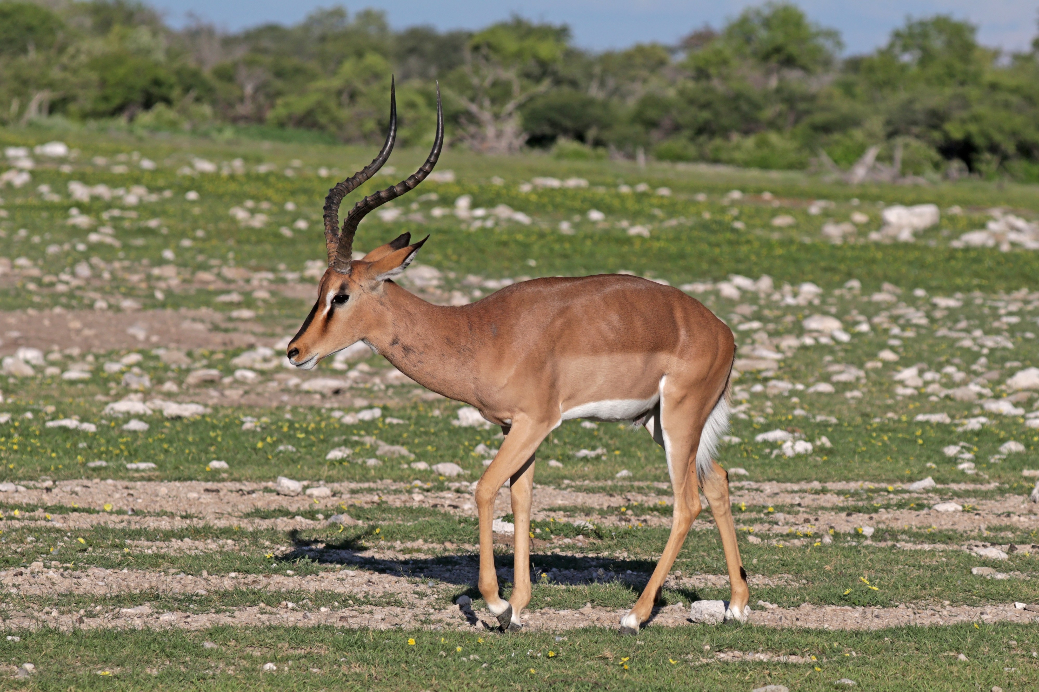 Black-faced impala (Aepyceros melampus petersi) male 2