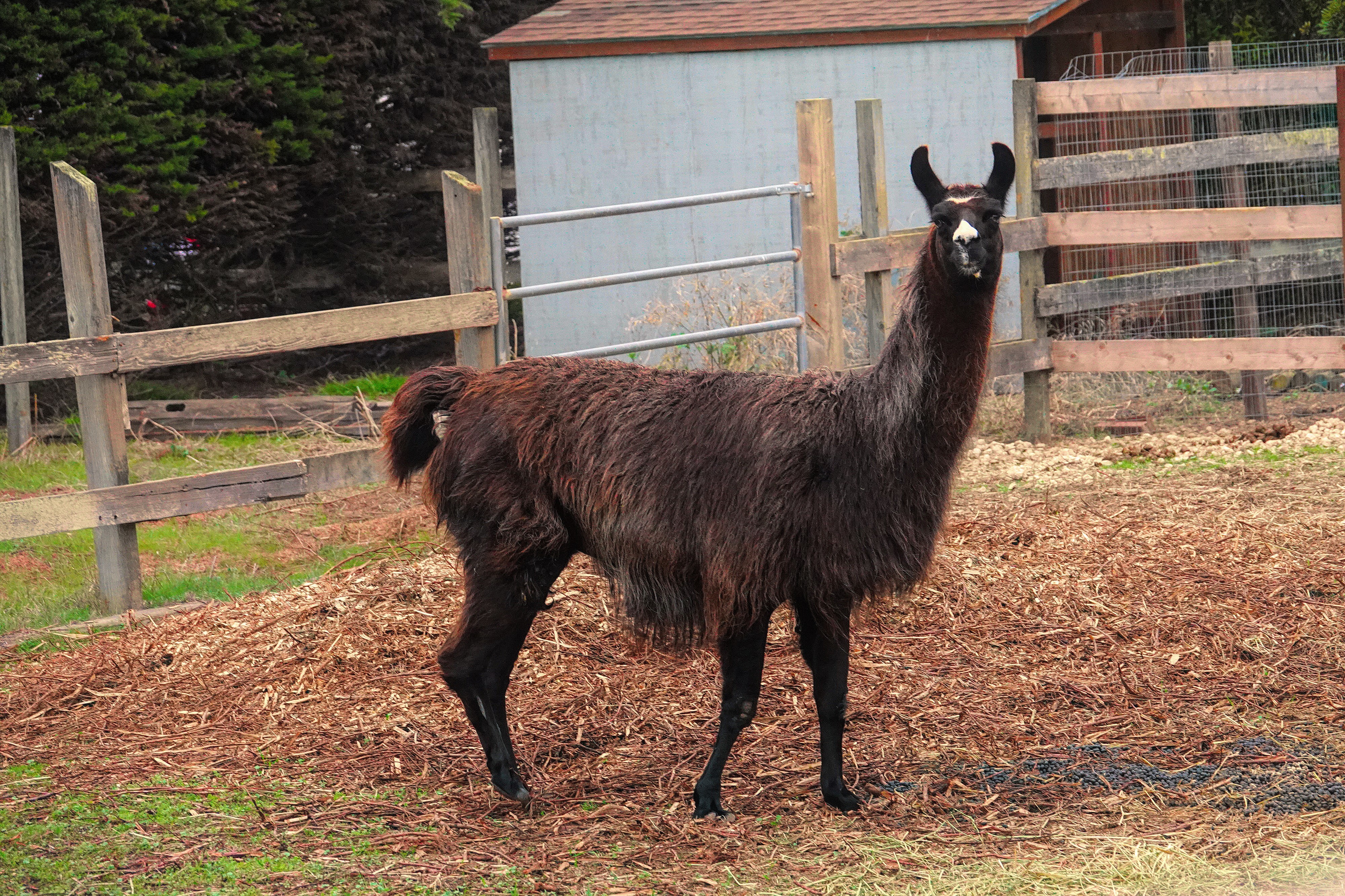 Black Llama Side