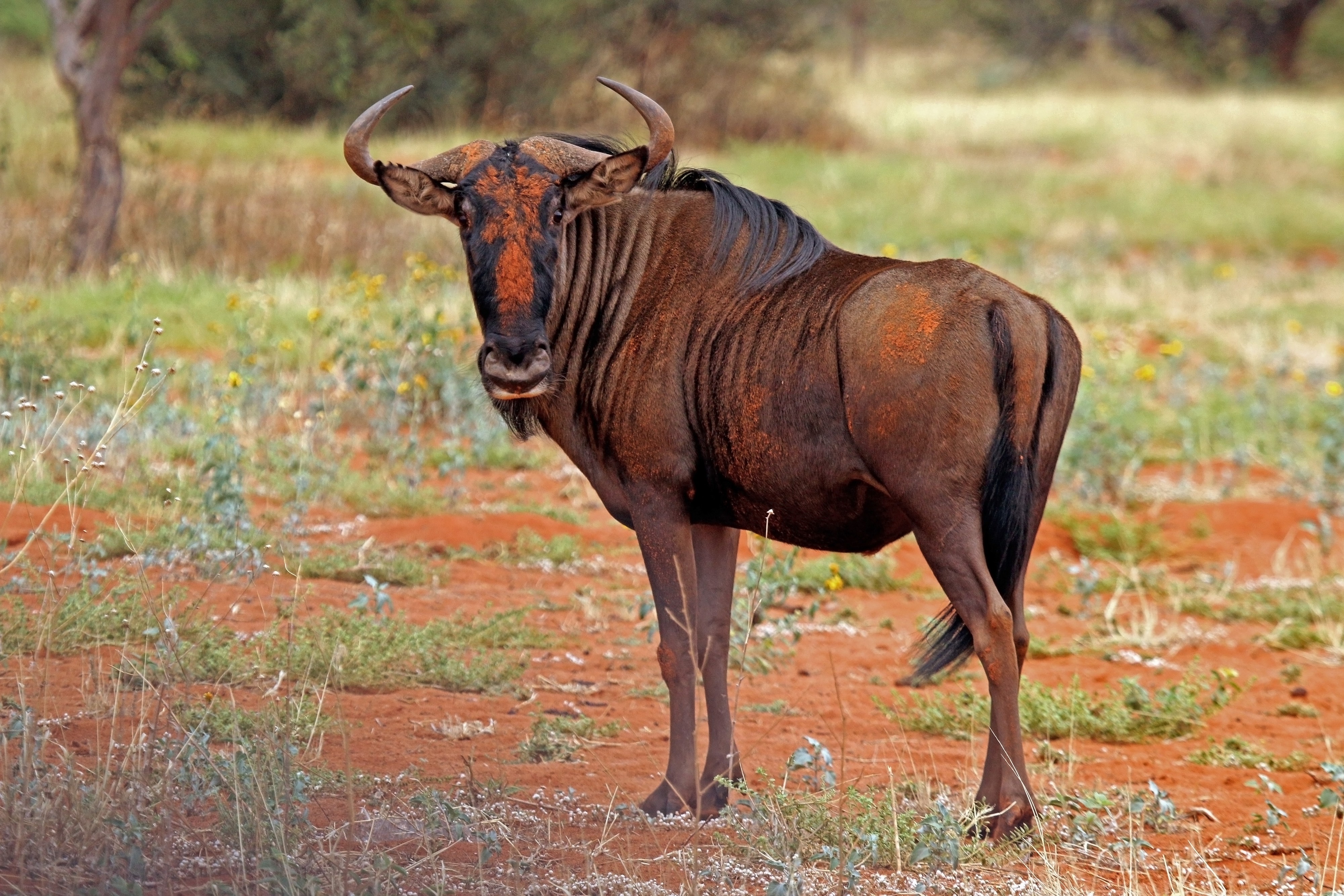 Blue wildebeest (Connochaetes taurinus taurinus), male