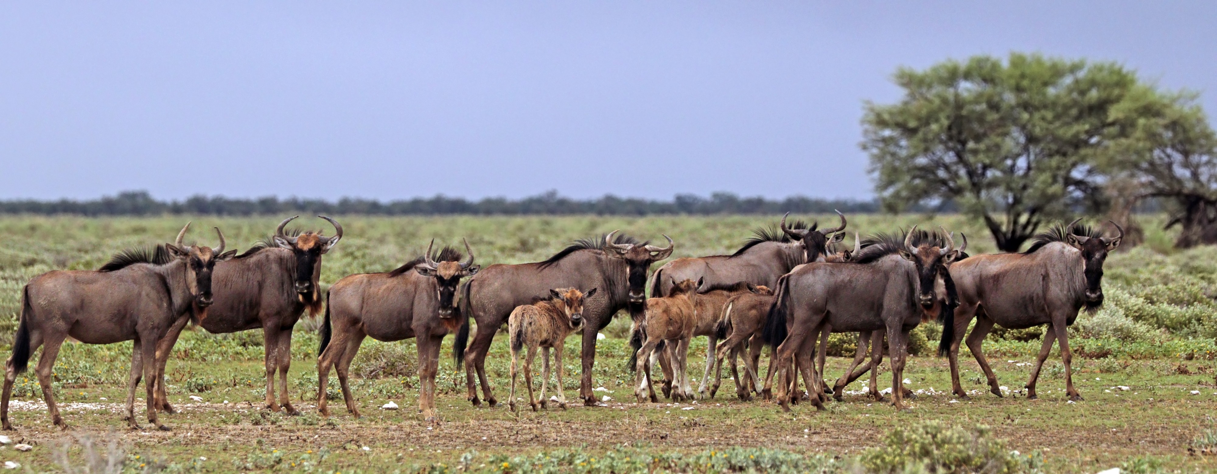 Blue wildebeest (Connochaetes taurinus taurinus) herd