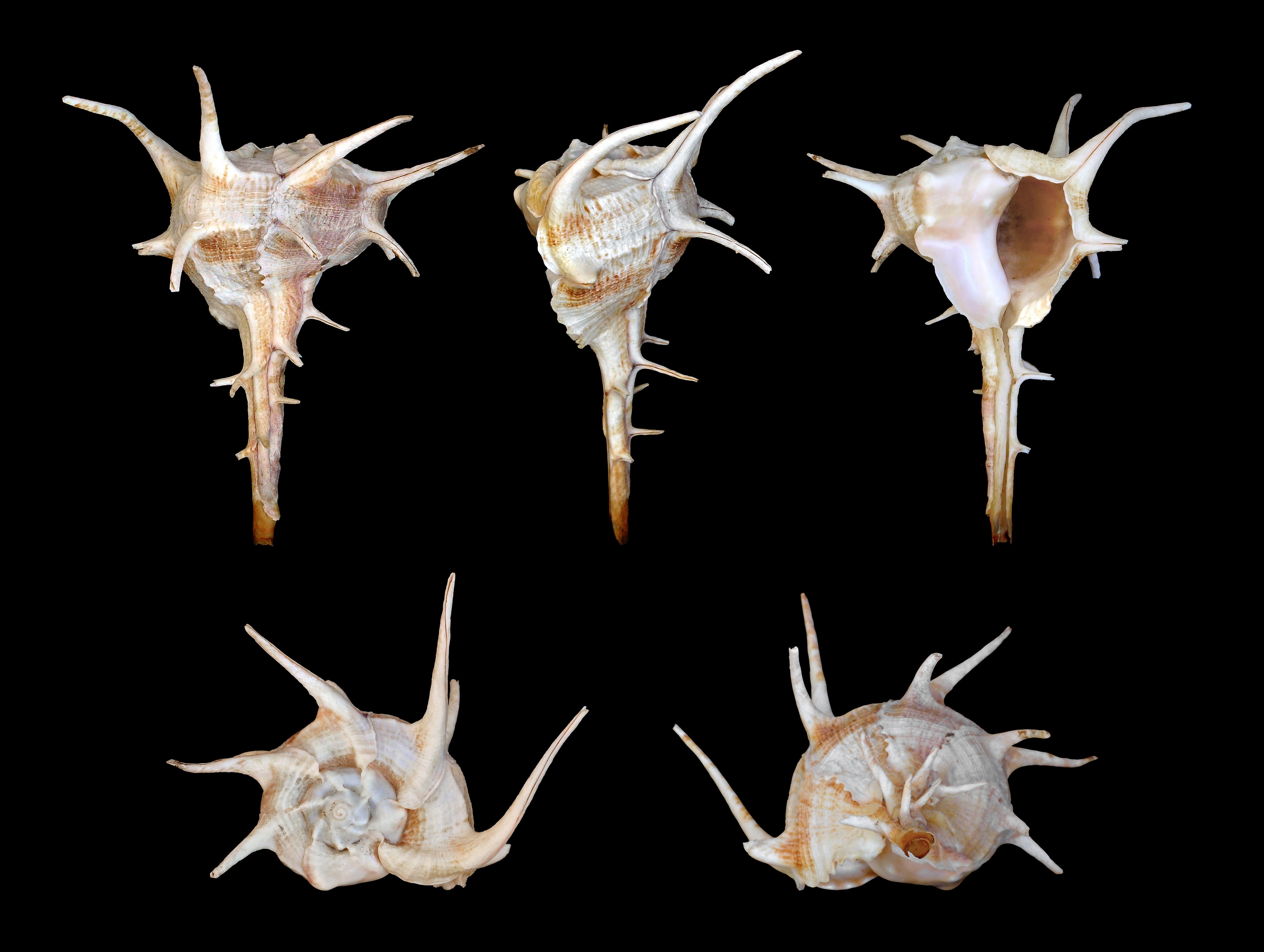 Bolinus cornutus 01