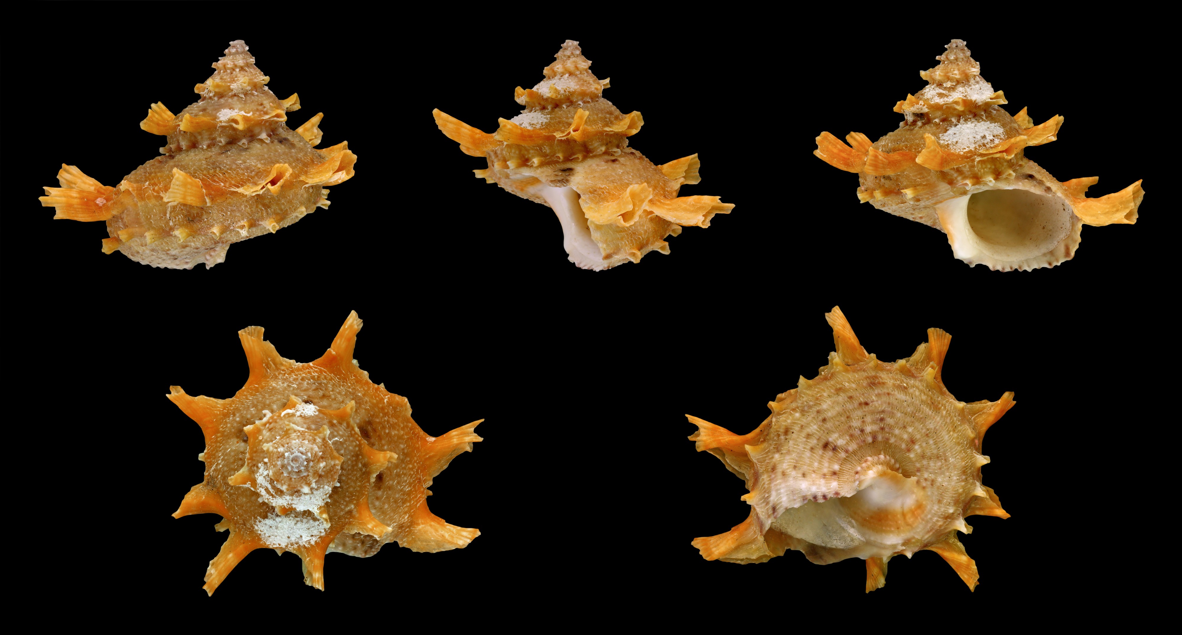 Bolma girgyllus 01