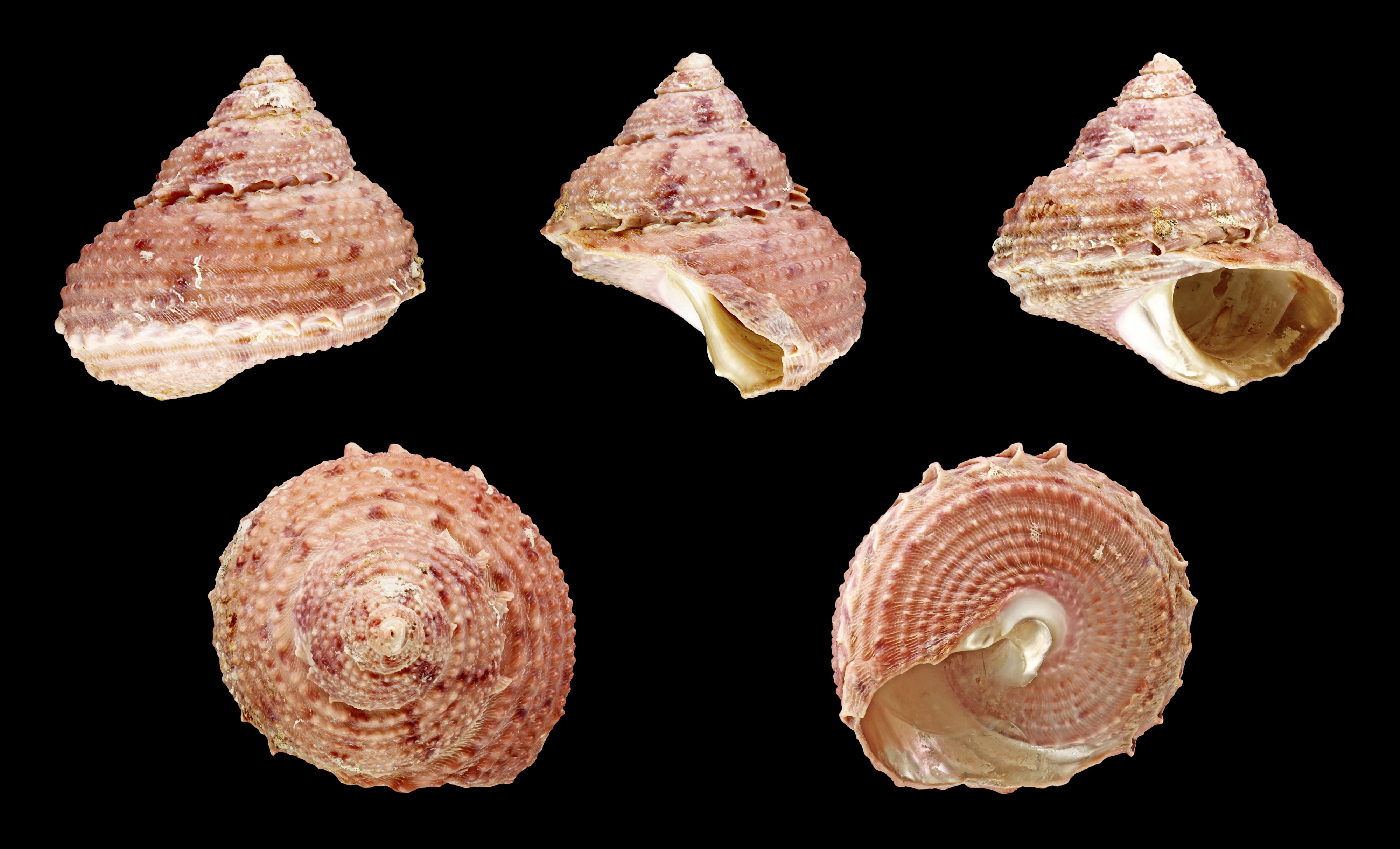 Bolma millegranosa 01