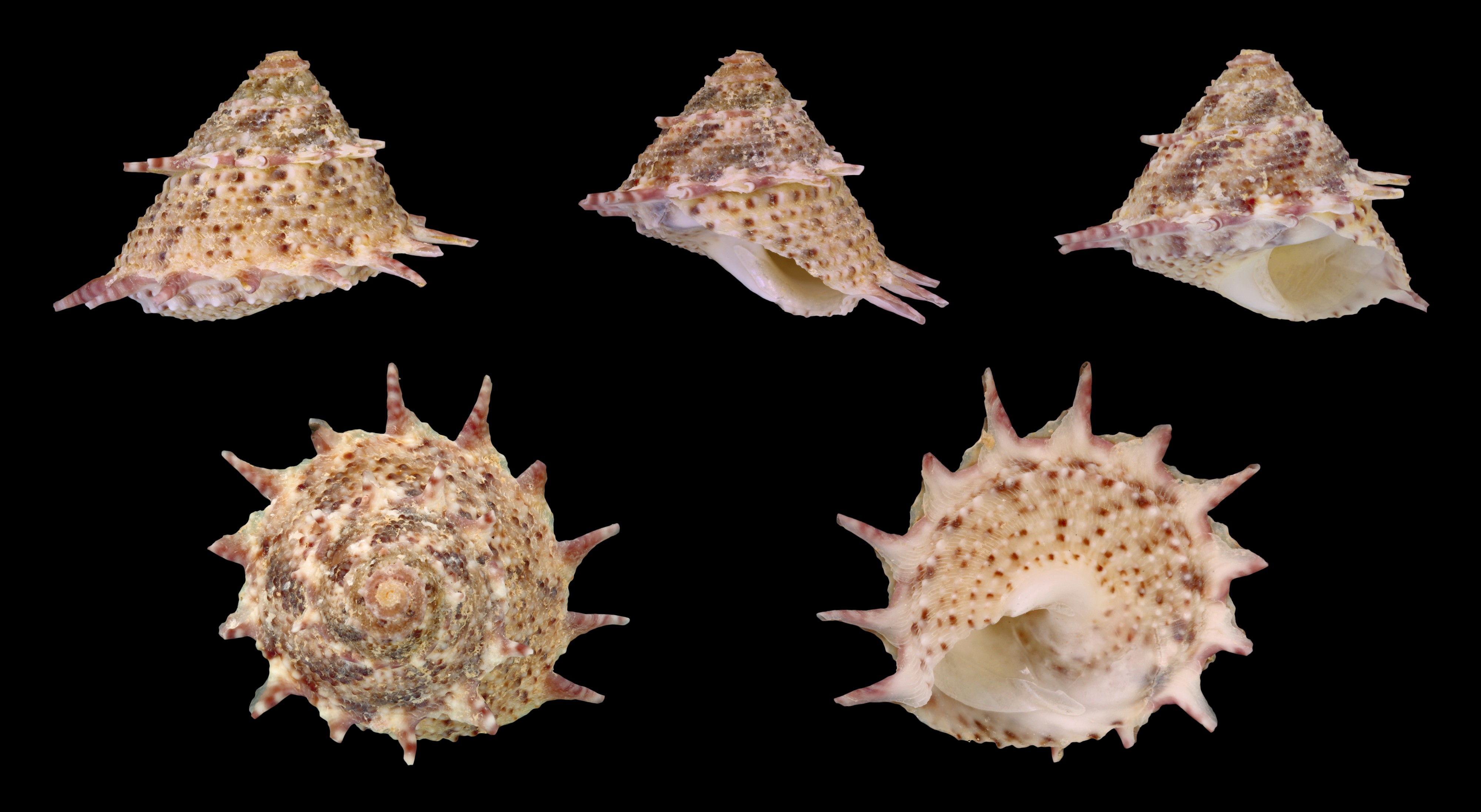 Bolma persica 01