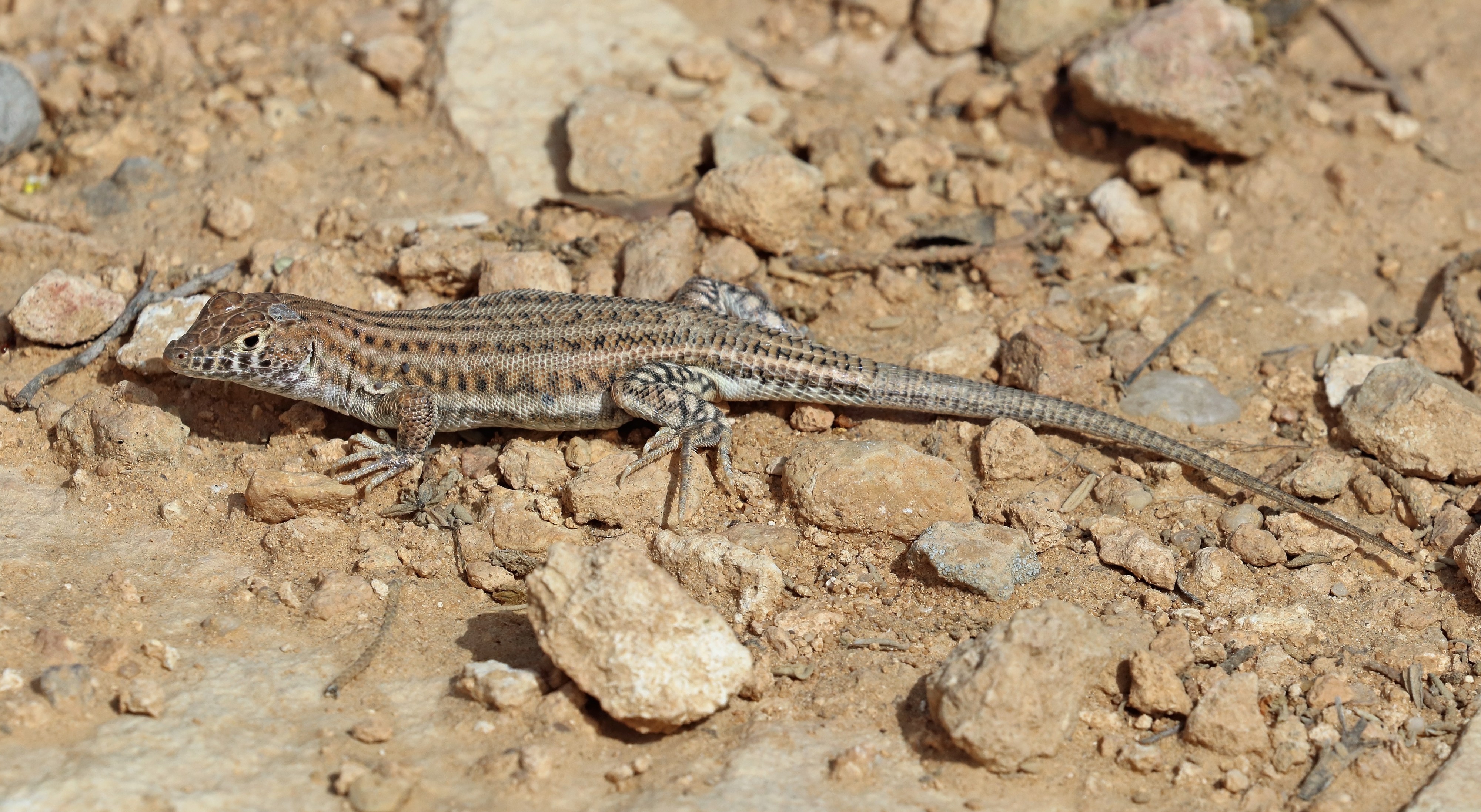 Bosc's fringe-toed lizard (Acanthodactylus boskianus asper)