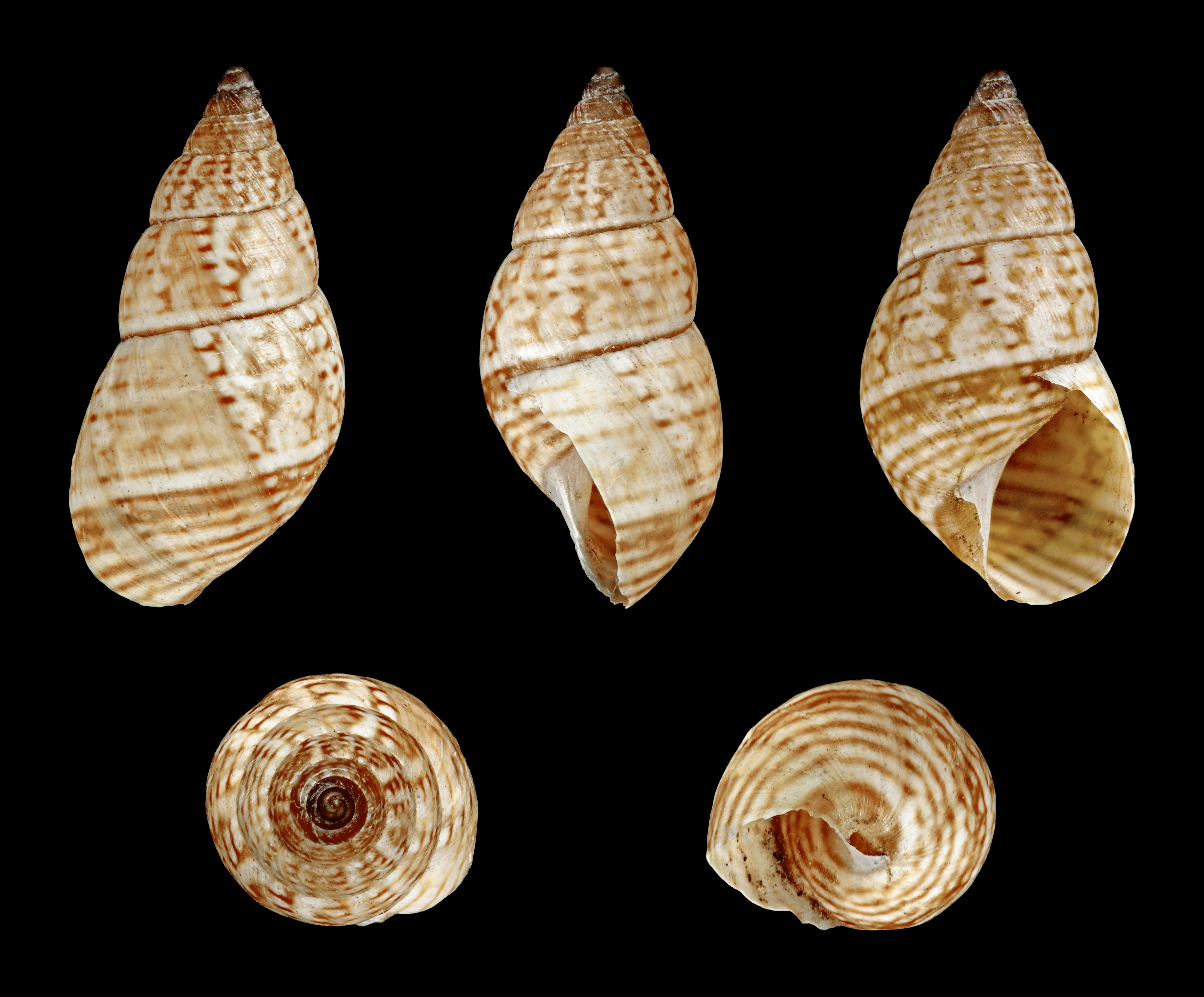 Bostryx pictus 01