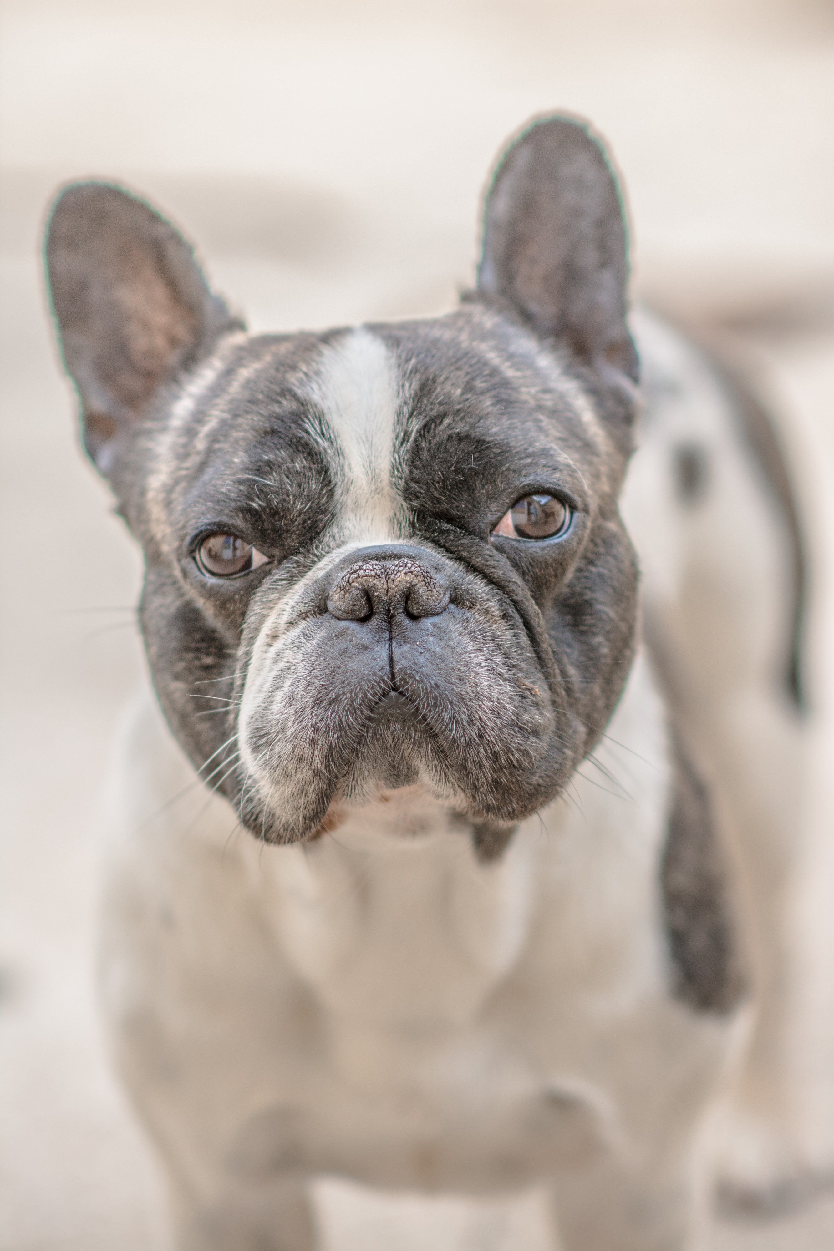 Bouledogue francais
