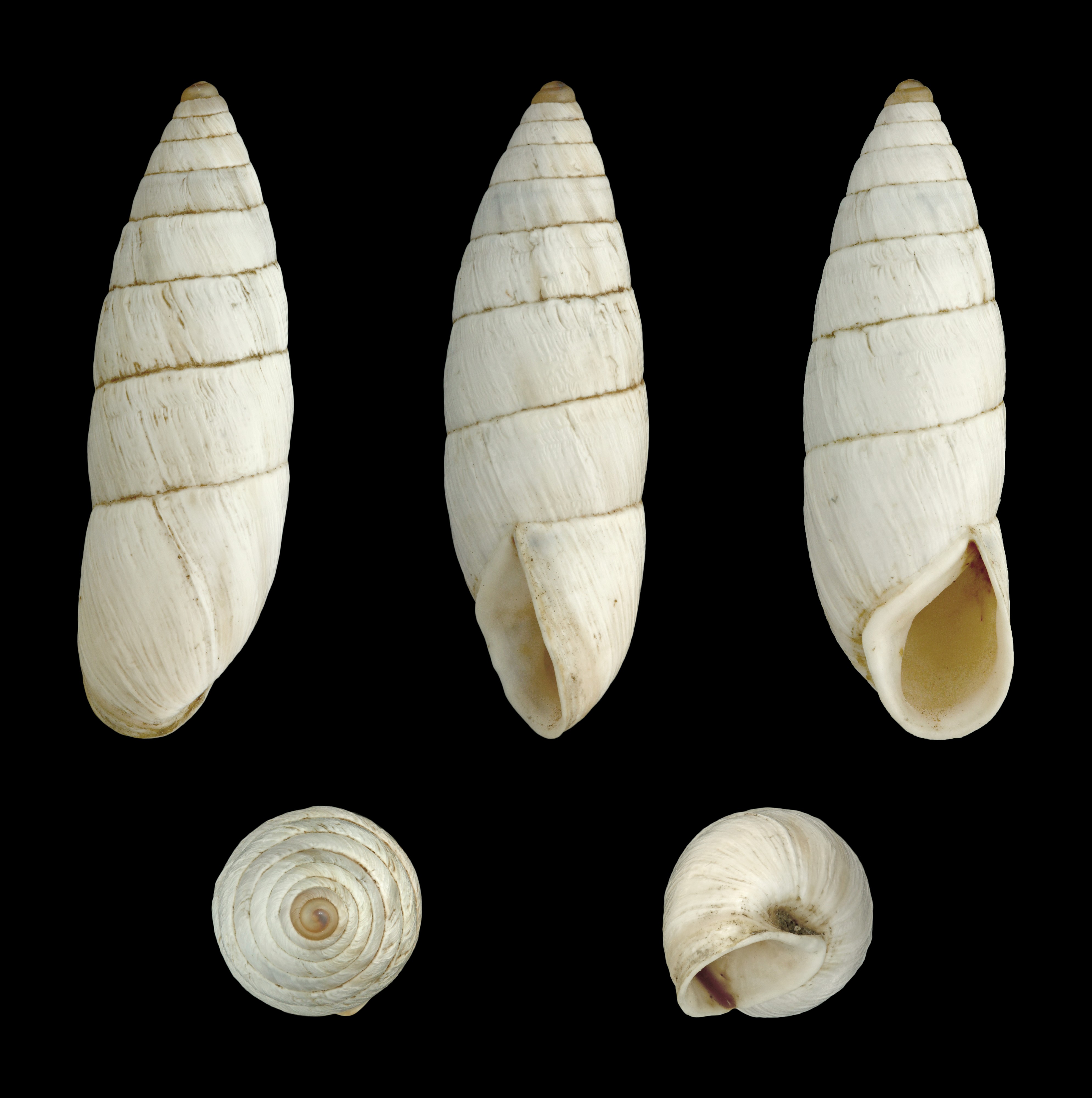 Brephulopsis cylindrica 02