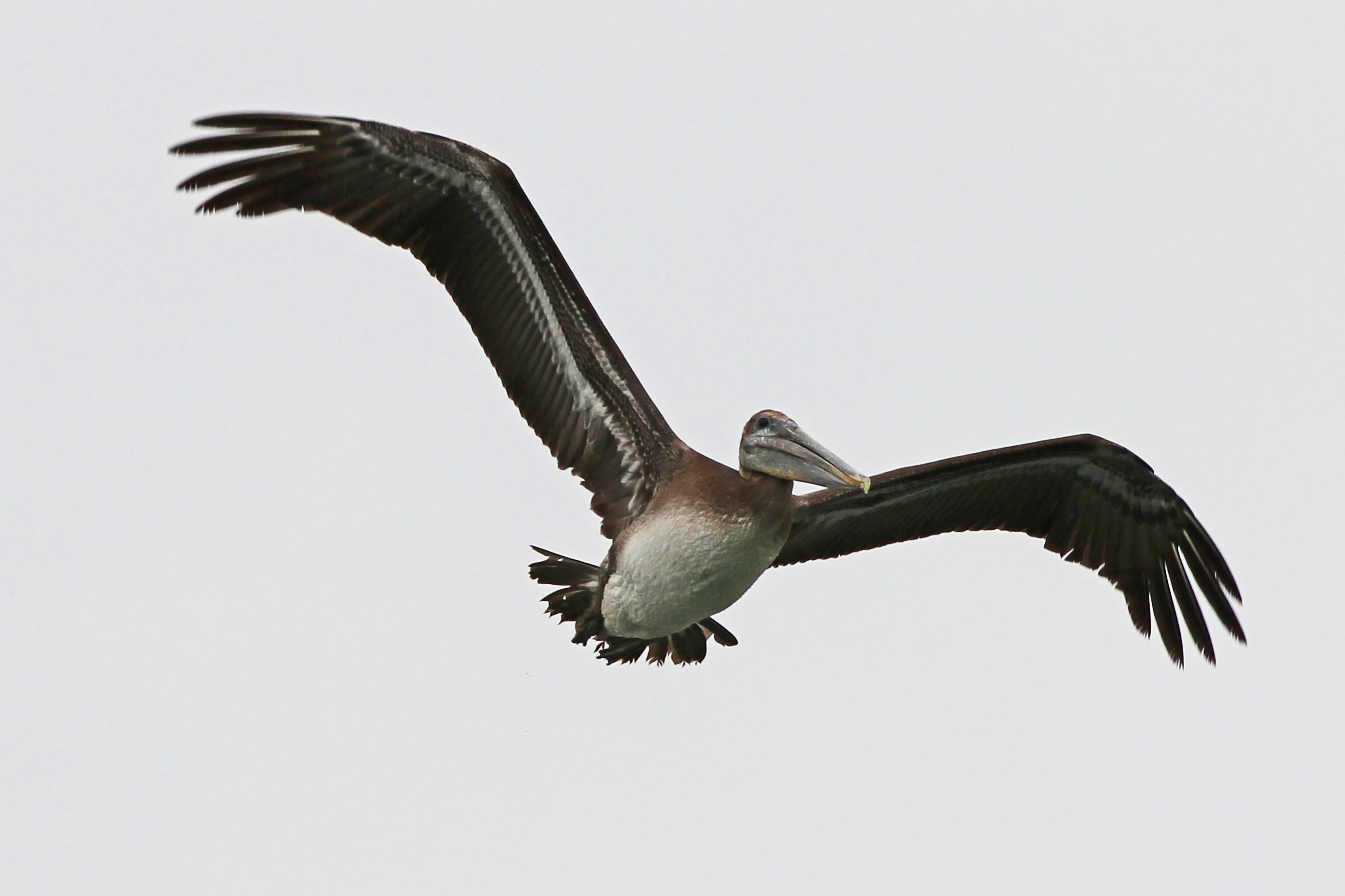 Brown Pelican - Pelecanus occidentalis, Moss Landing, California - 9281438406