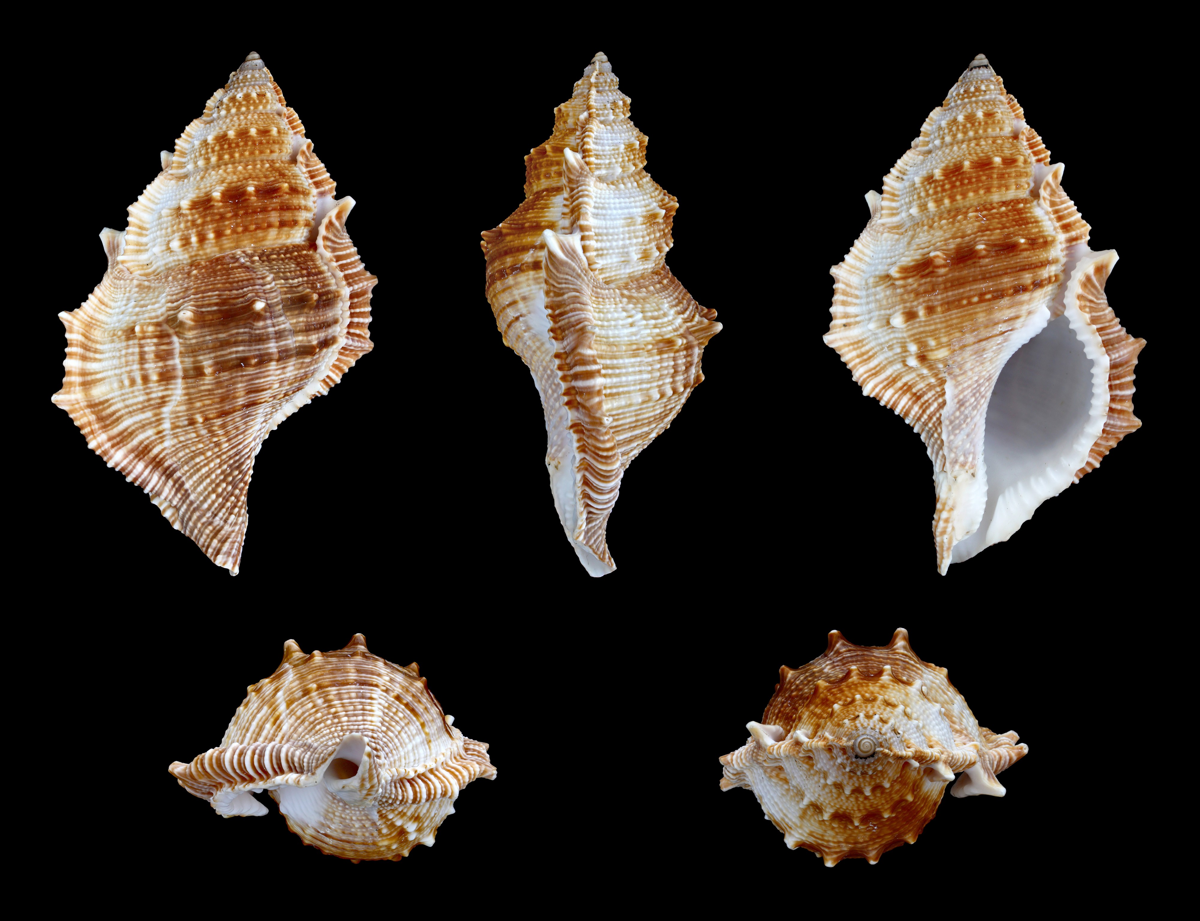 Bufonaria cristinae 01