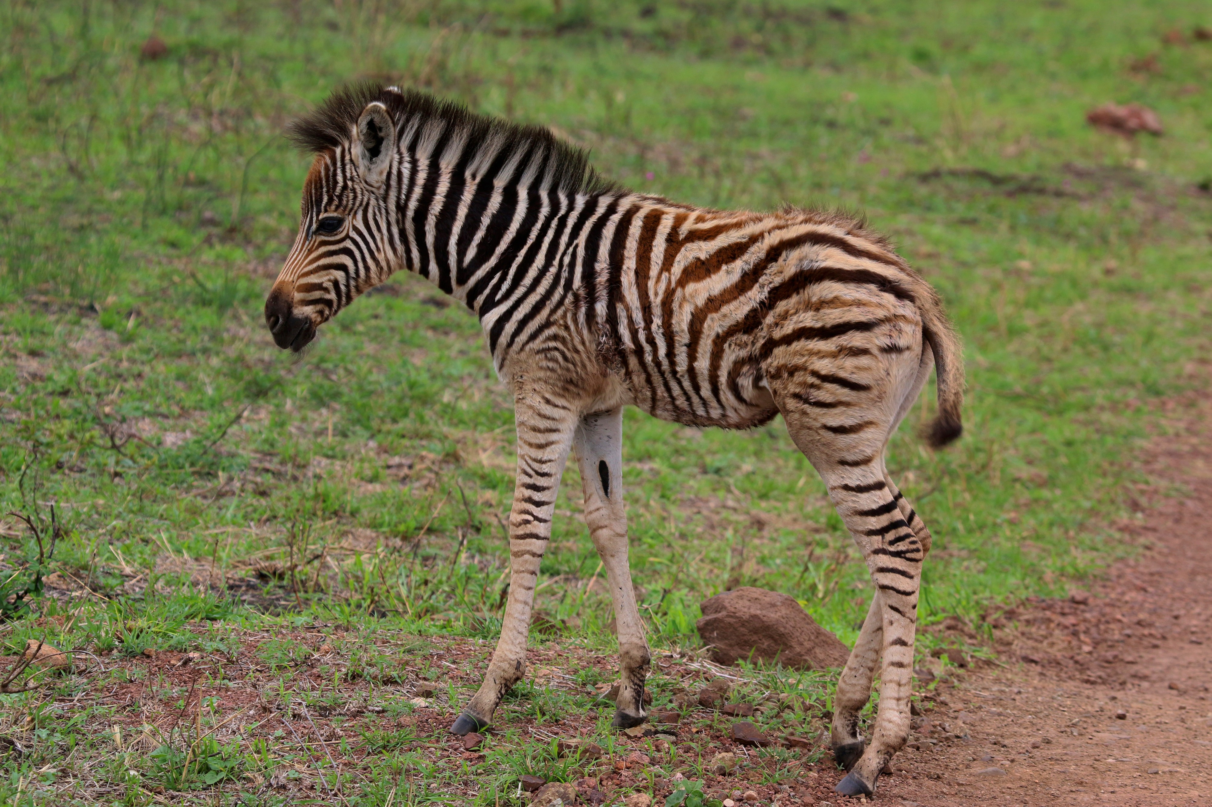 Burchell's zebra (Equus quagga) male 1d old