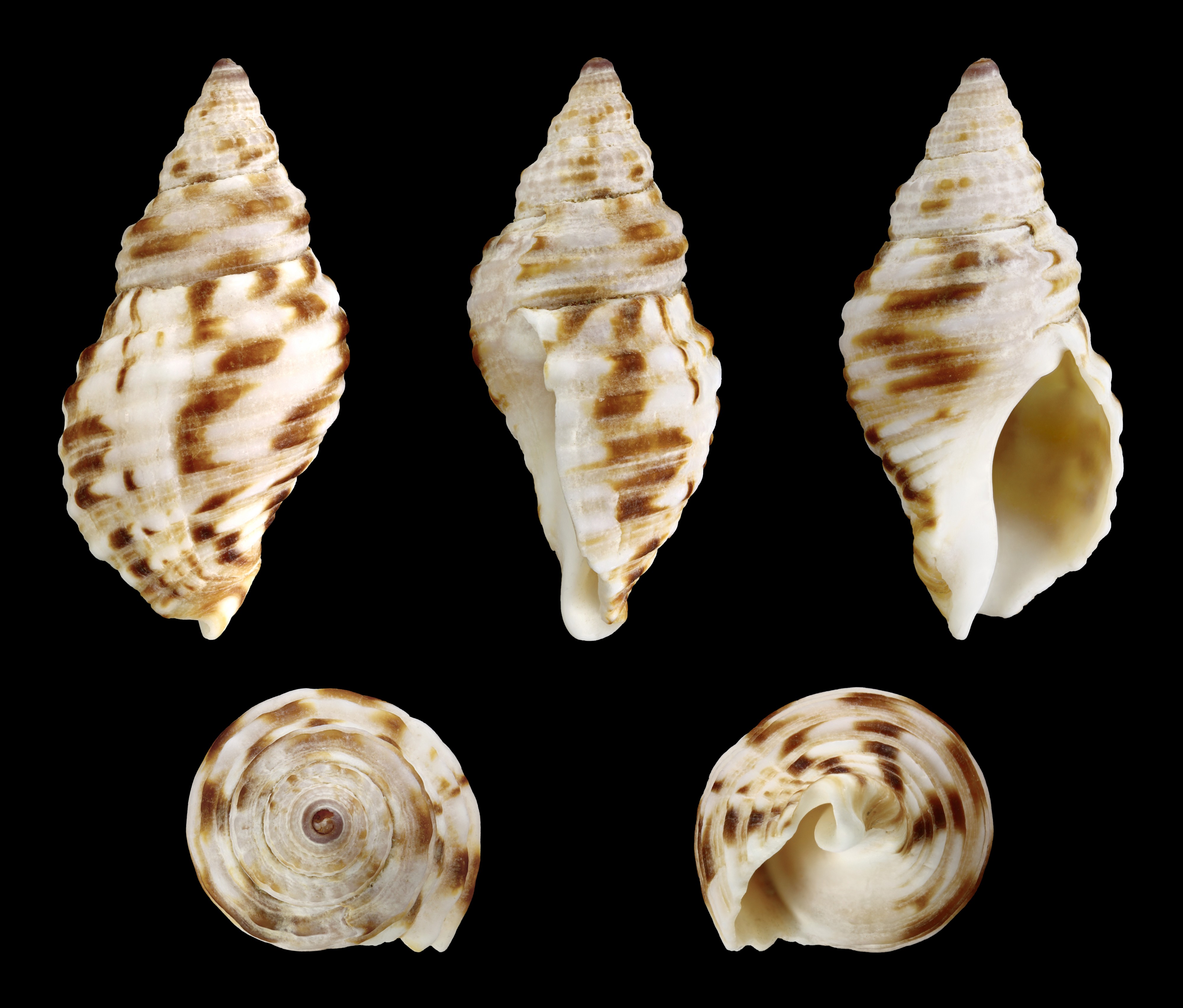 Burnupena pubescens 01