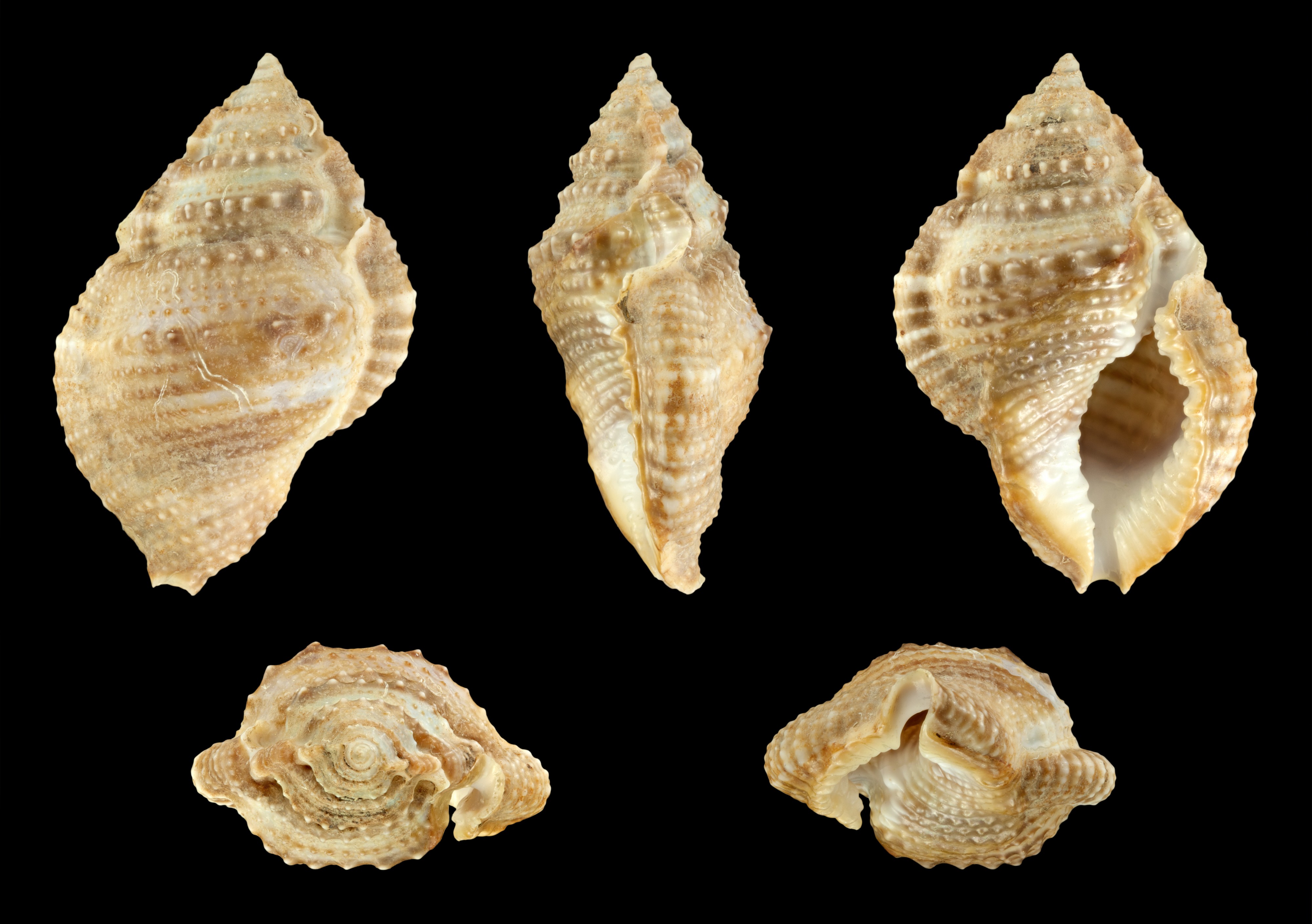 Bursina gnorima 01