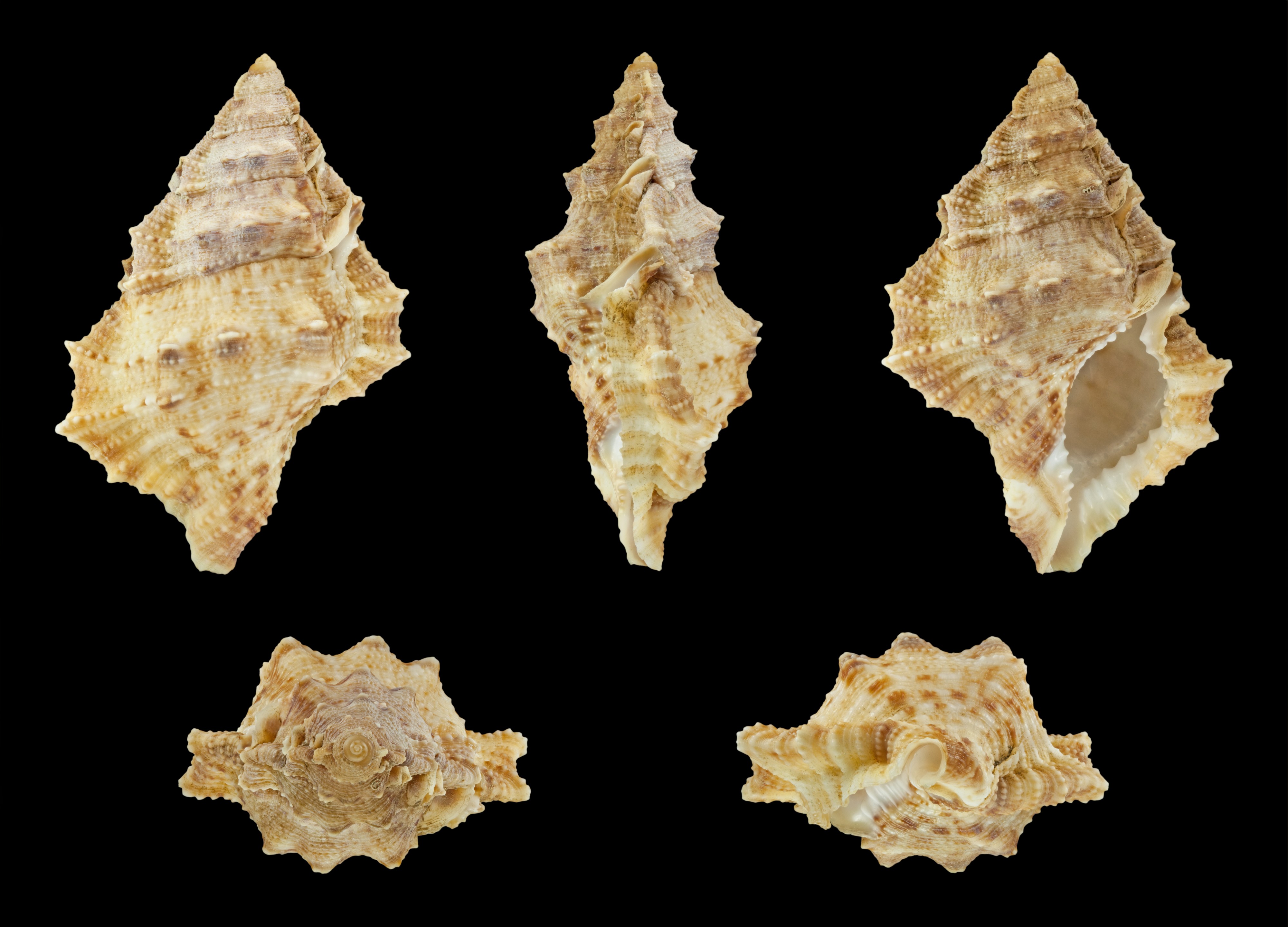 Bursina ignobilis 01