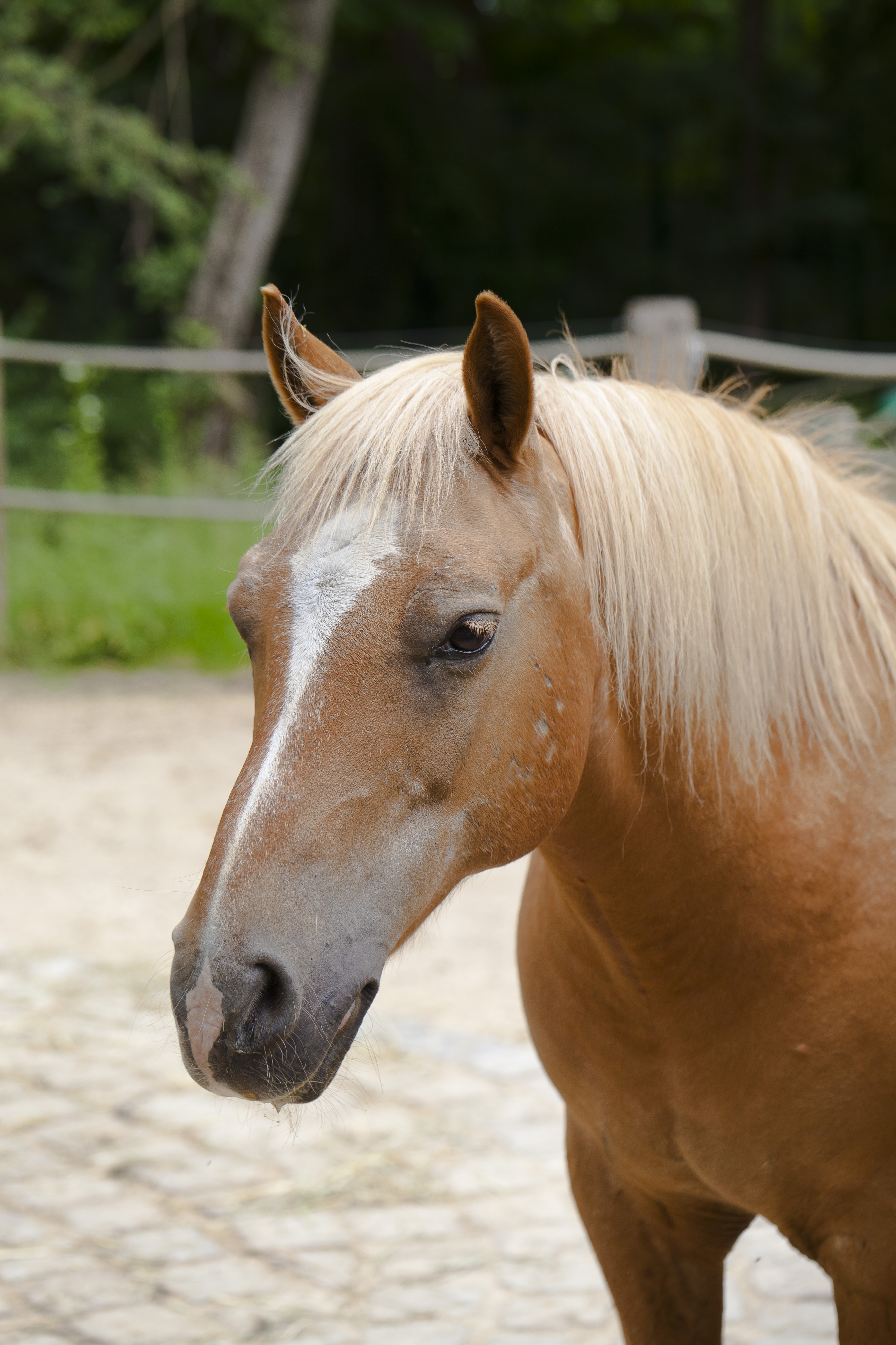 Caballo Haflinger, Tierpark Hellabrunn, Múnich, Alemania, 2012-06-17, DD 03