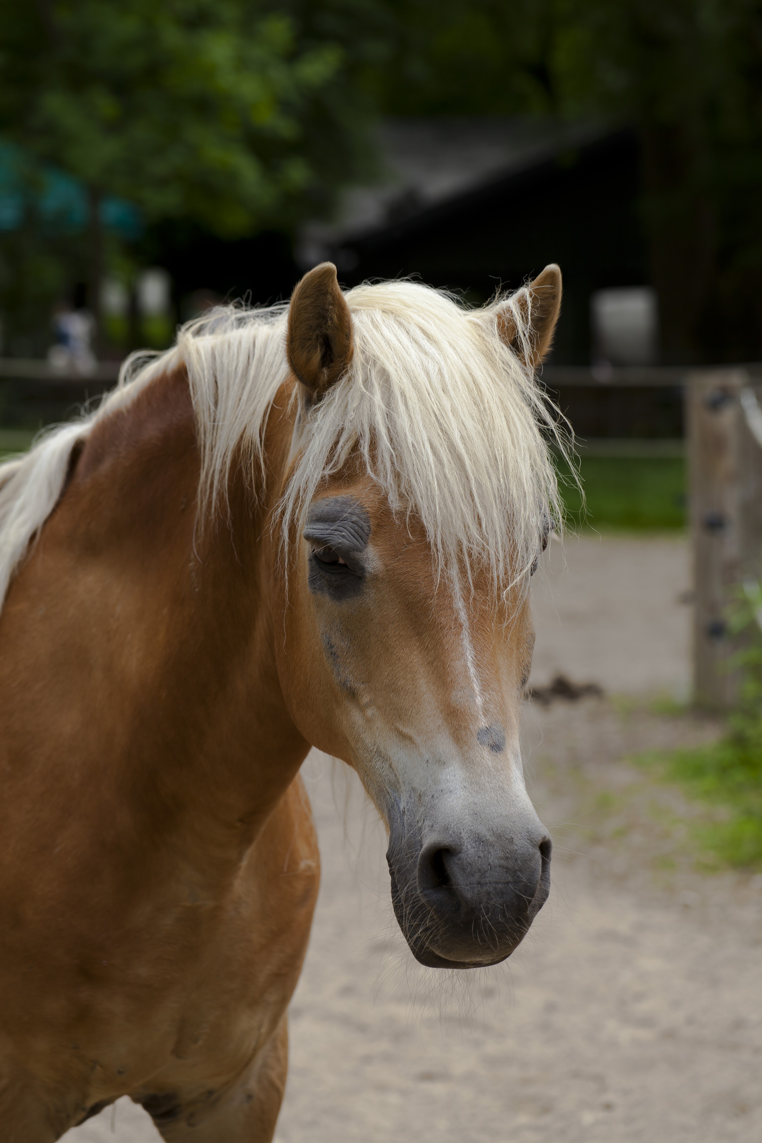 Caballo Haflinger, Tierpark Hellabrunn, Múnich, Alemania, 2012-06-17, DD 04