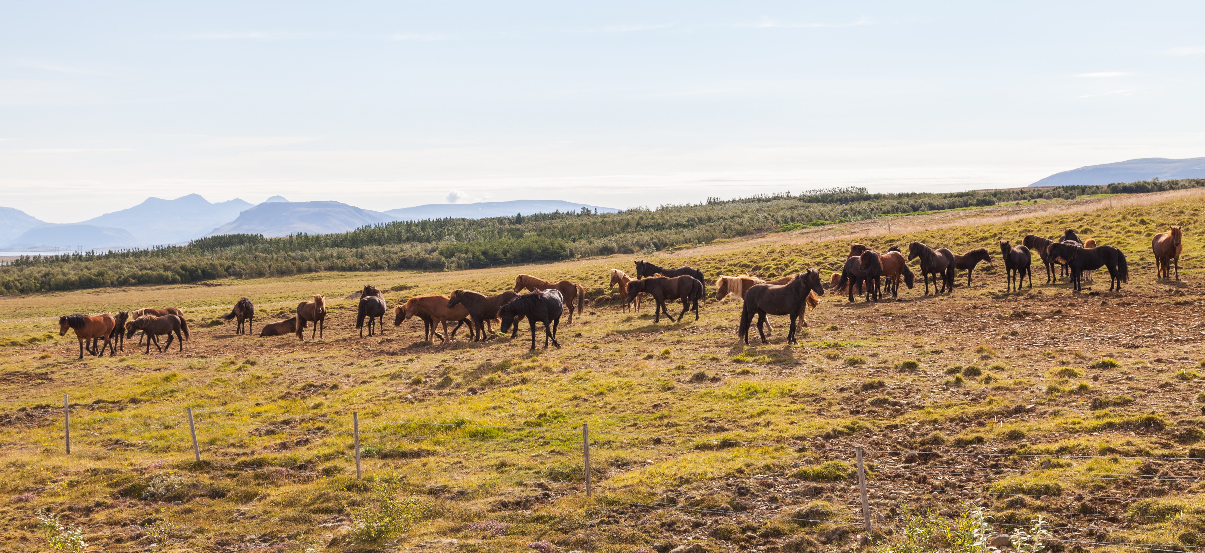 Caballos cerca de Höfn, Vesturland, Islandia, 2014-08-14, DD 021